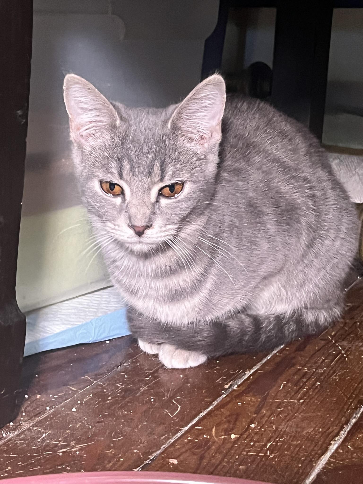 Enlarge Willamena/Wendy, a Adopted mixed breed in Louisville, KY image 2/6