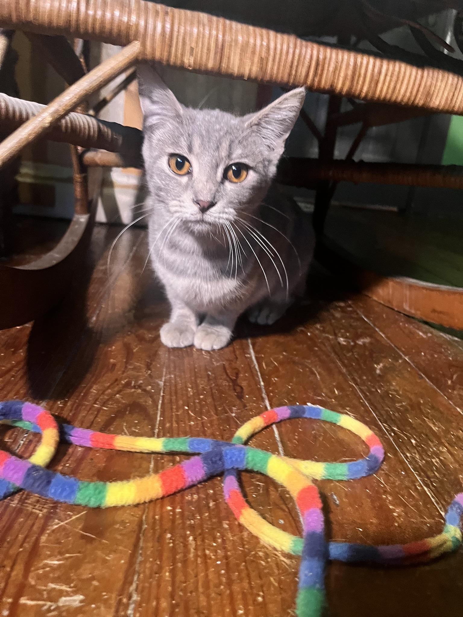 Enlarge Willamena/Wendy, a Adopted mixed breed in Louisville, KY image 3/6