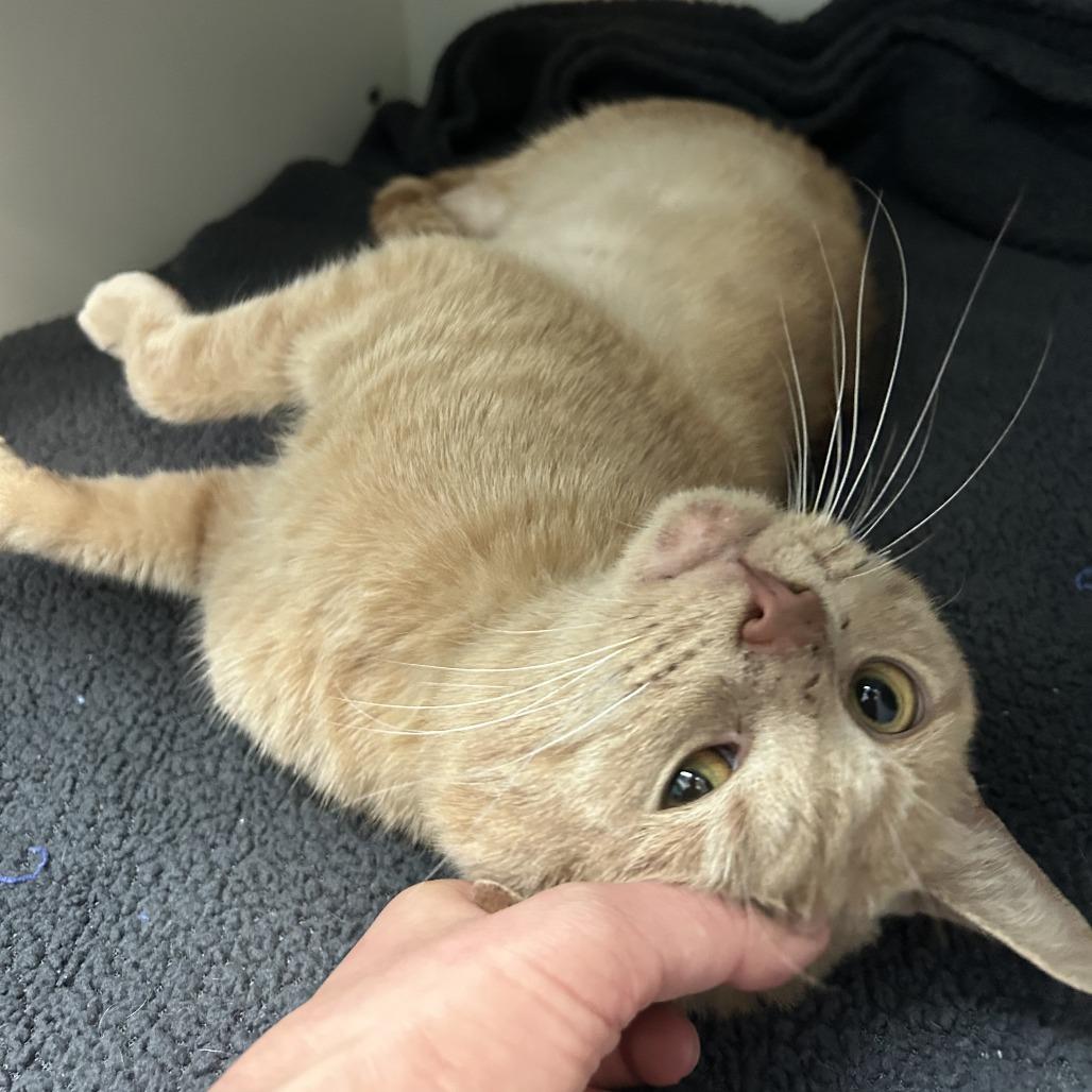 Phoenix, Adoptable, Adult Male Domestic Short Hair.