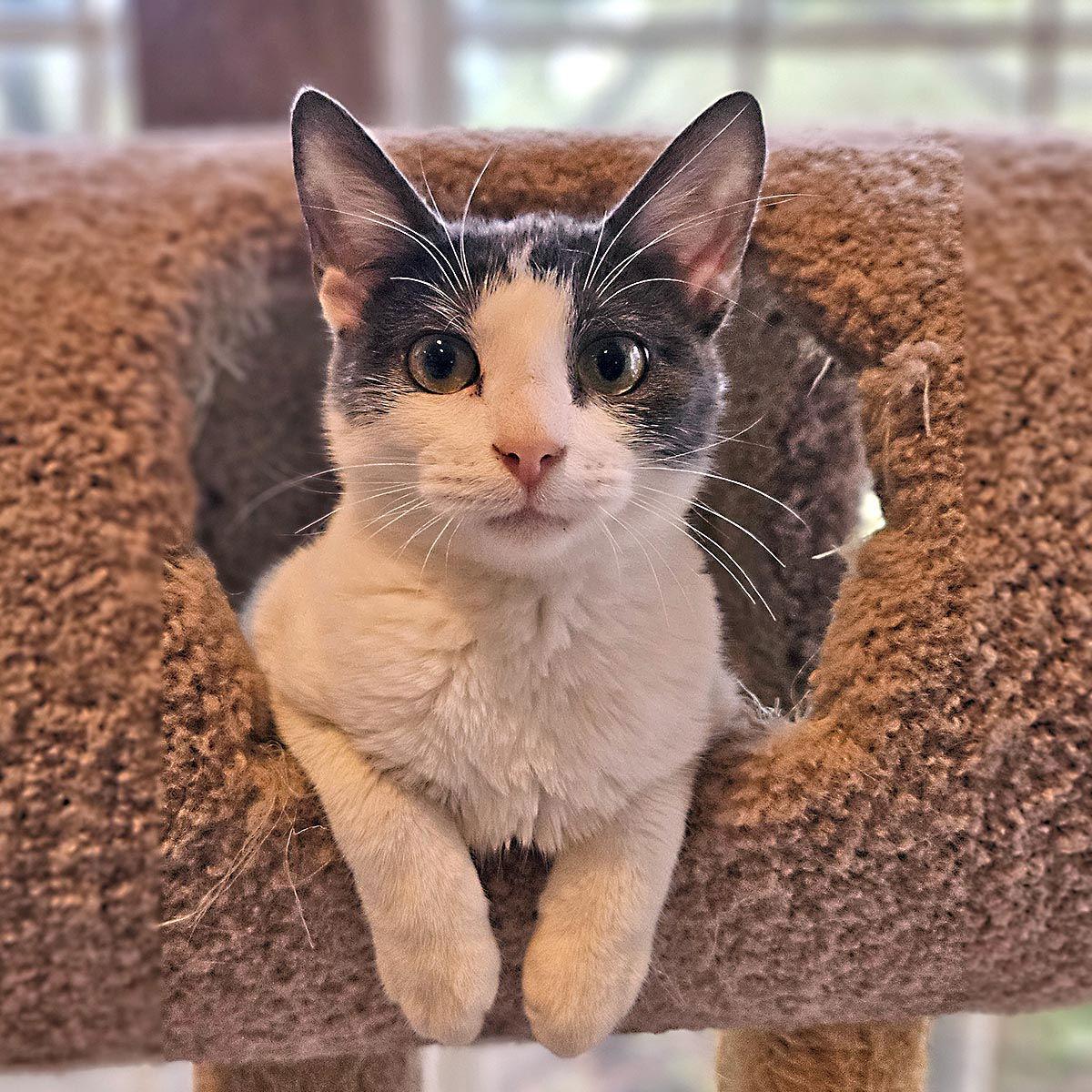 Enlarge Olivia #sister-of-Taylor, a Adopted mixed breed in Houston, TX image 1/3