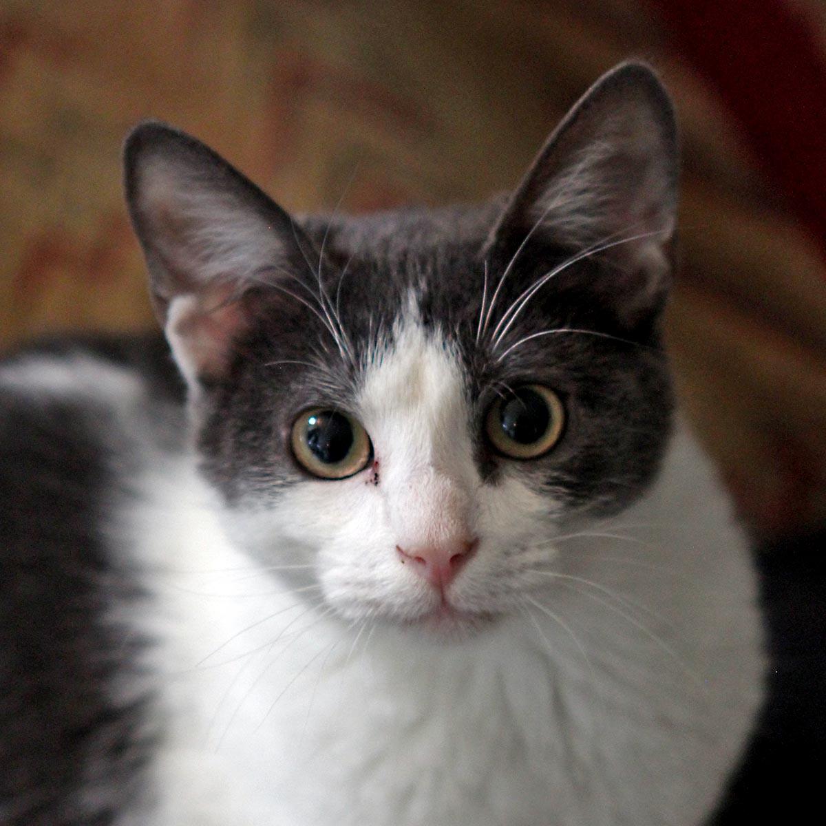 Enlarge Olivia #sister-of-Taylor, a Adopted mixed breed in Houston, TX image 2/3