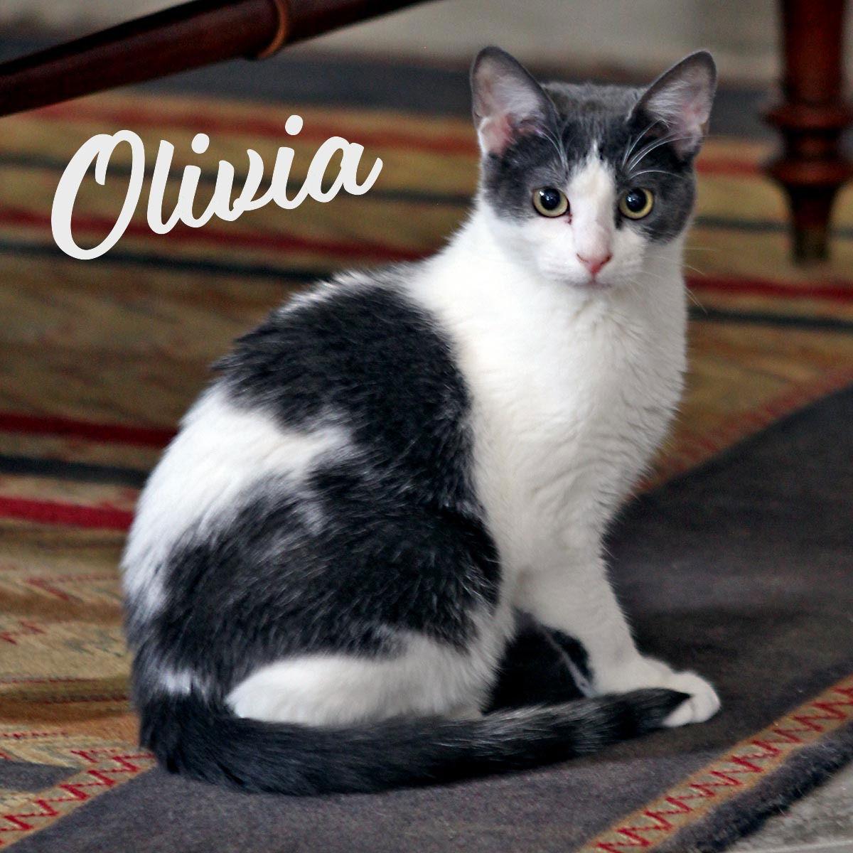 Enlarge Olivia #sister-of-Taylor, a Adopted mixed breed in Houston, TX image 3/3