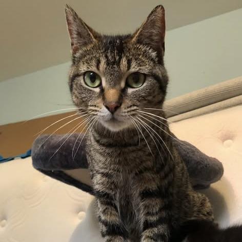 Didi, Adoptable, Adult Female Domestic Short Hair.
