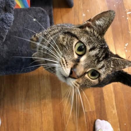 Enlarge Didi, a Adoptable Domestic Short Hair in Monroe, MI image 2/5