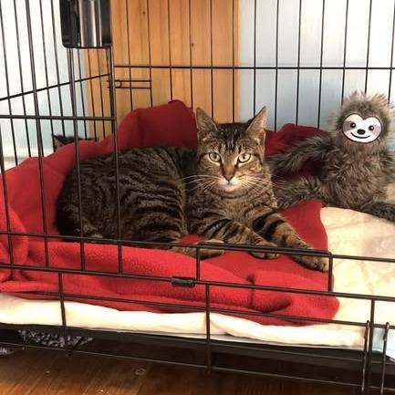 Enlarge Didi, a Adoptable Domestic Short Hair in Monroe, MI image 3/5