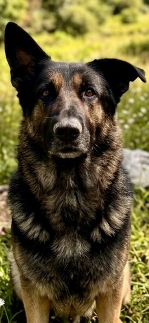 BEAR, Adoptable, Adult Male German Shepherd Dog.
