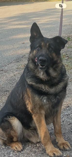 Enlarge BEAR, a Adoptable German Shepherd Dog in Newaygo, MI image 2/2