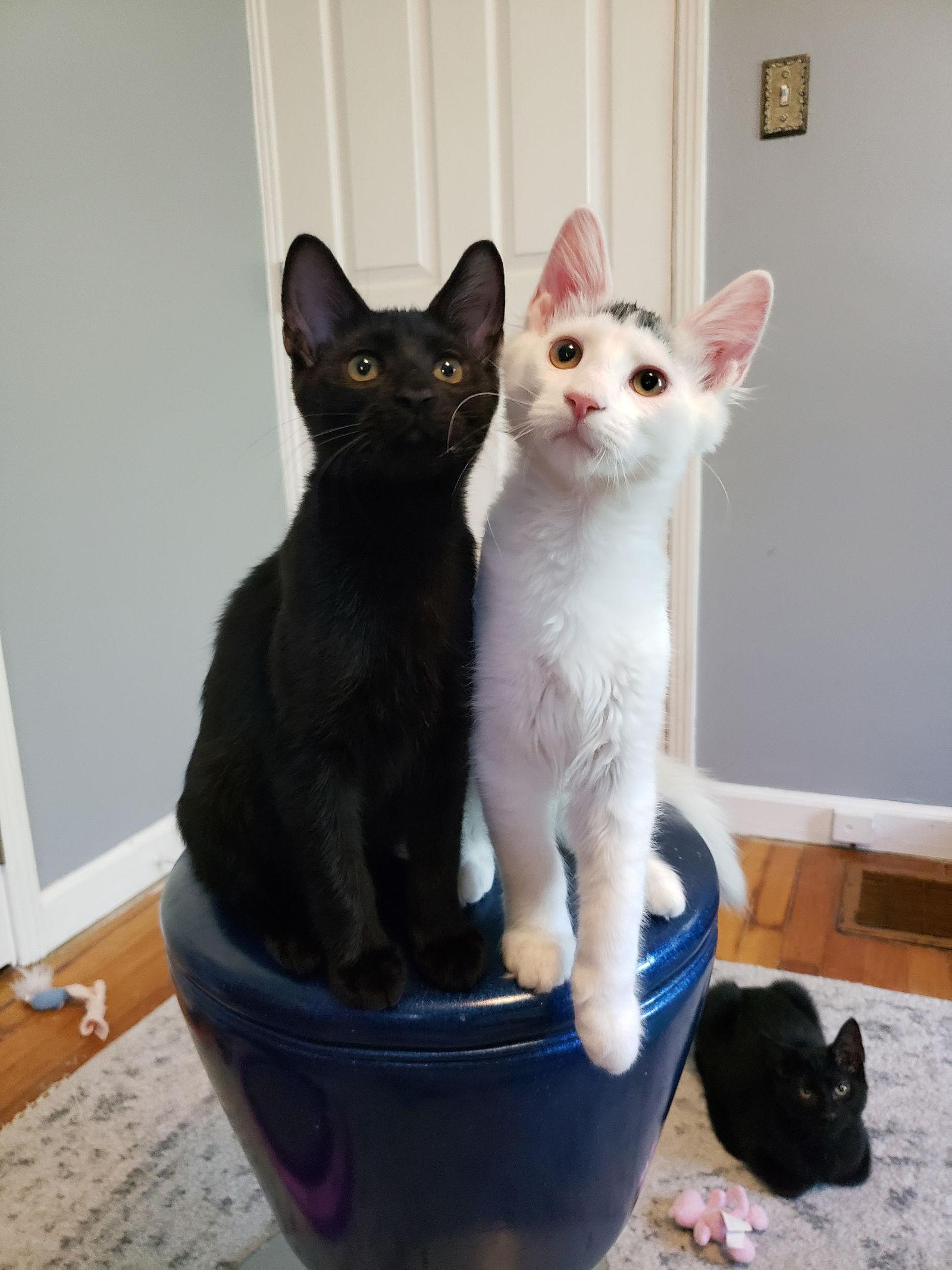 Enlarge Blackberry, a Adopted Domestic Short Hair in Cincinnati, OH image 1/3