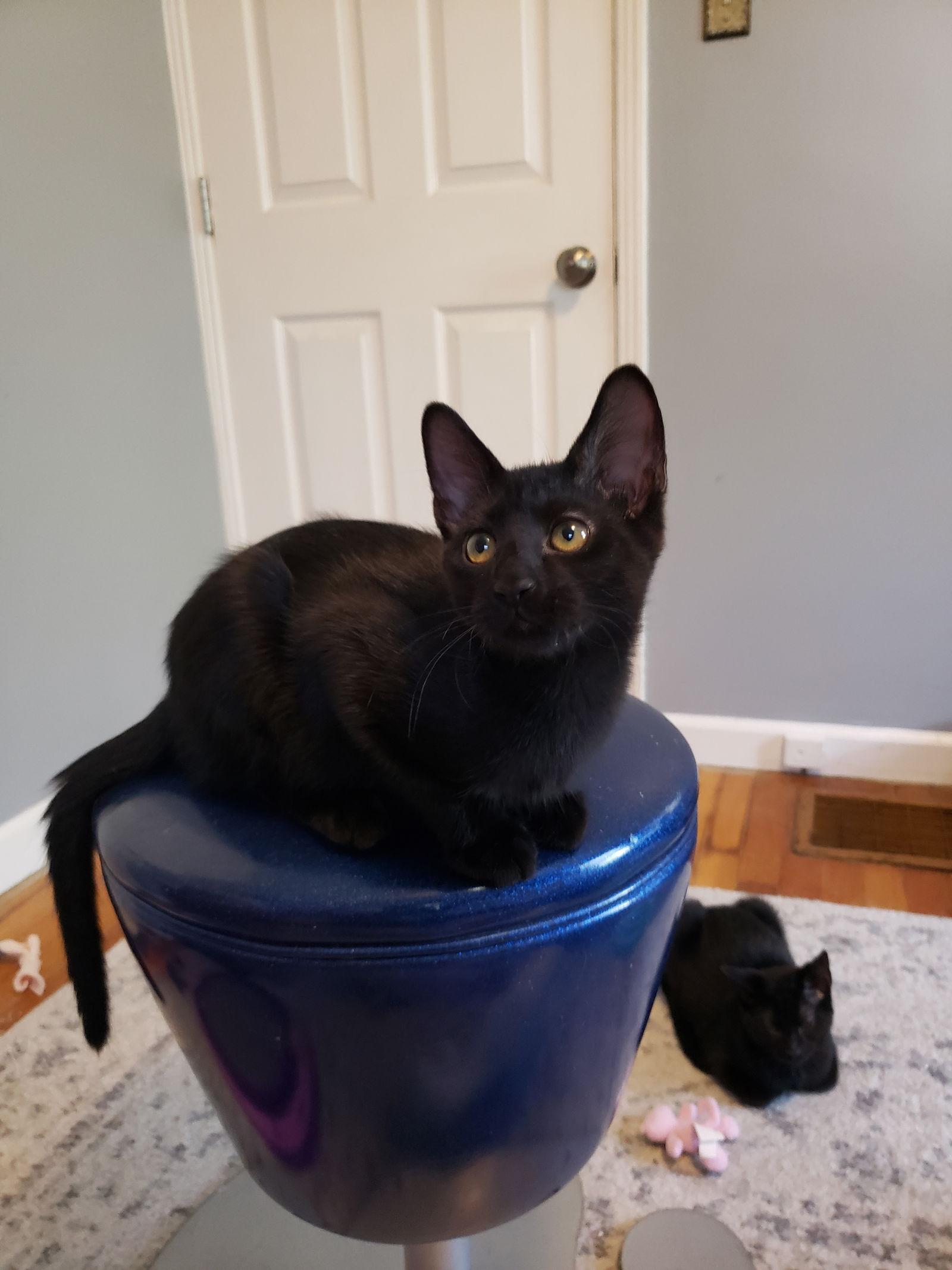 Enlarge Blackberry, a Adopted Domestic Short Hair in Cincinnati, OH image 2/3