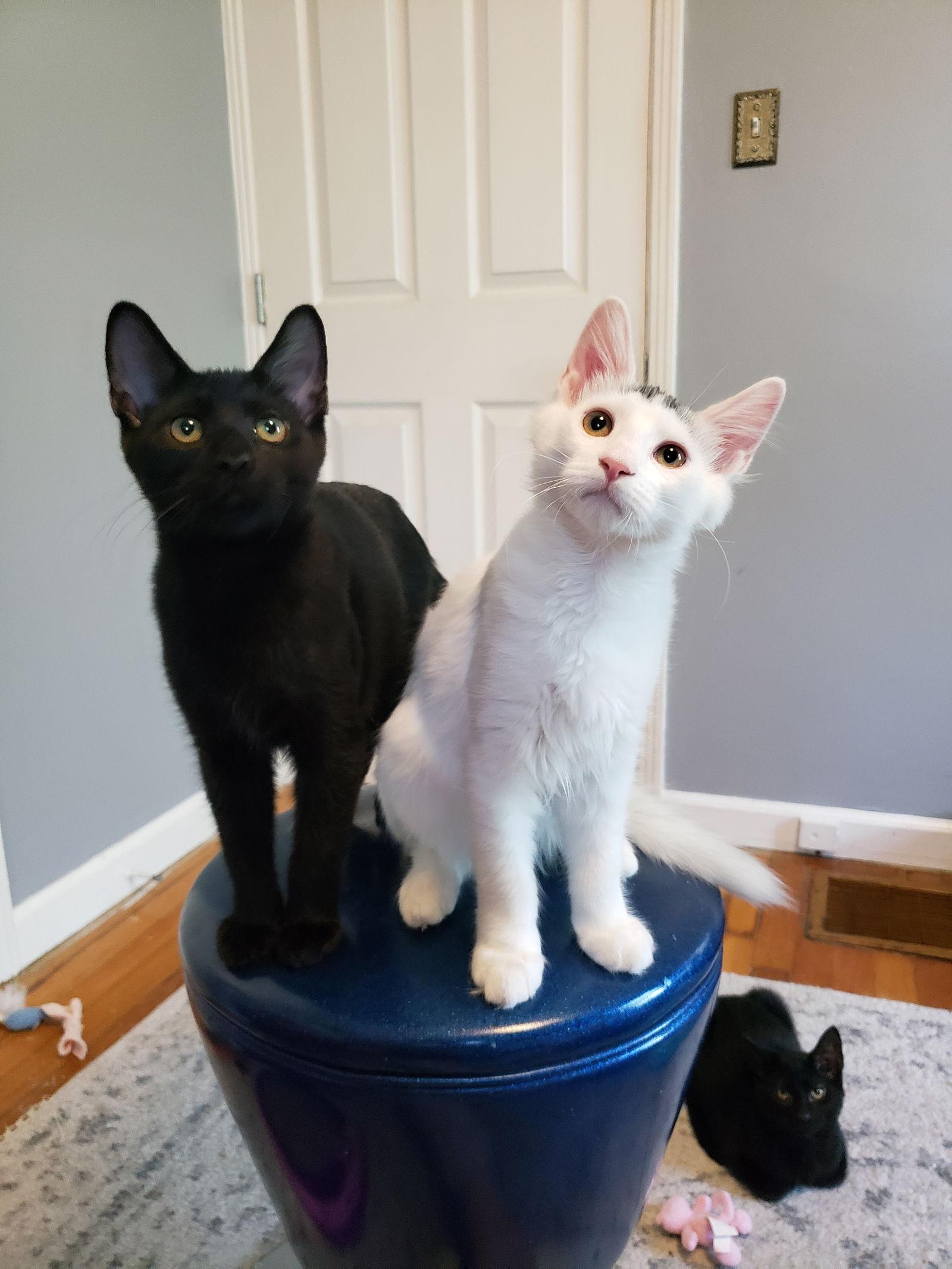 Enlarge Blackberry, a Adopted Domestic Short Hair in Cincinnati, OH image 3/3