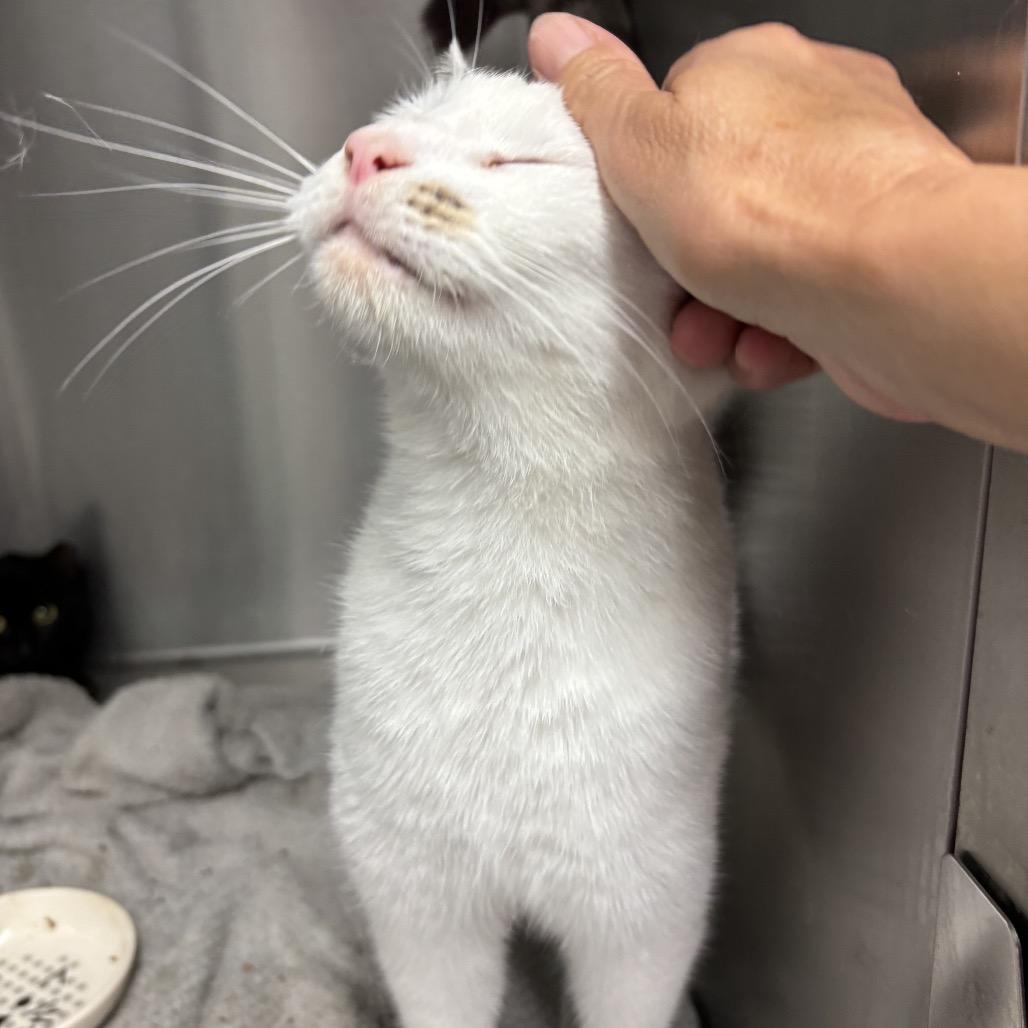Cloud, a Adoptable Domestic Short Hair in Bronson, FL image 1/3