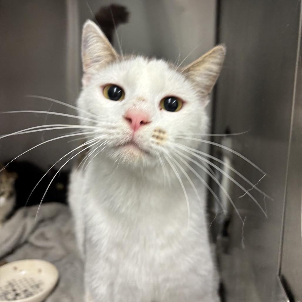 Cloud, a Adoptable Domestic Short Hair in Bronson, FL image 2/3