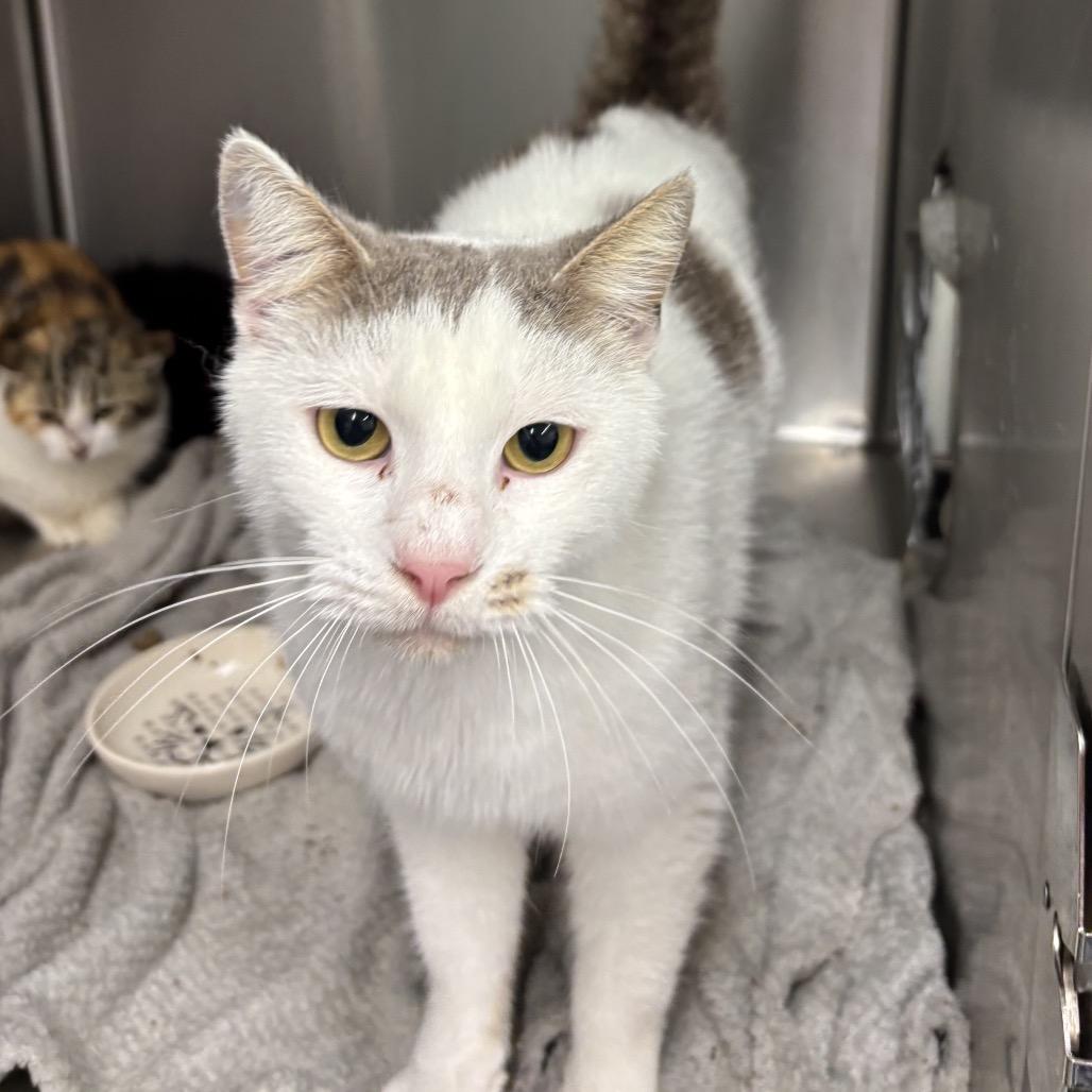 Cloud, a Adoptable Domestic Short Hair in Bronson, FL image 3/3