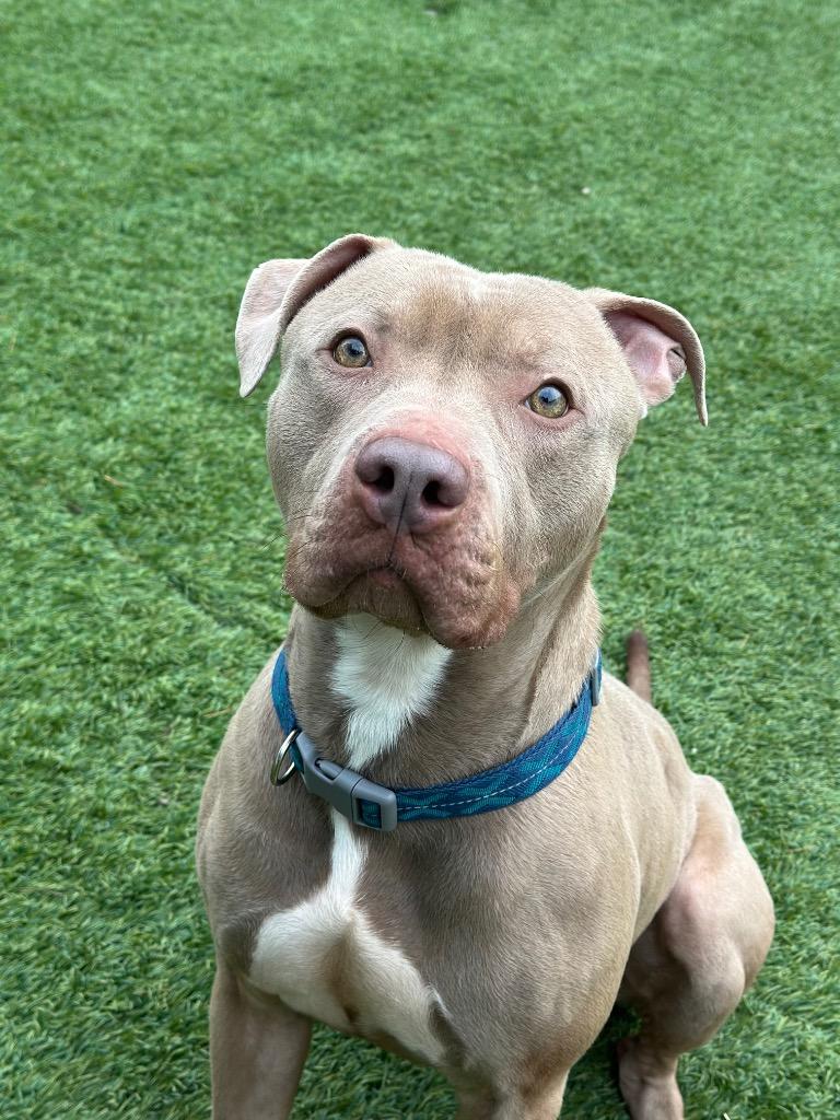 Manny, Adoptable, Adult Male Pit Bull Terrier.