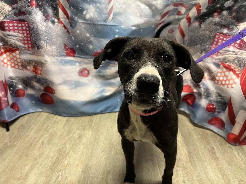 Nyla-Not Accepting Applications Yet!!!, a Adoptable mixed breed in Medina, OH image 1/5