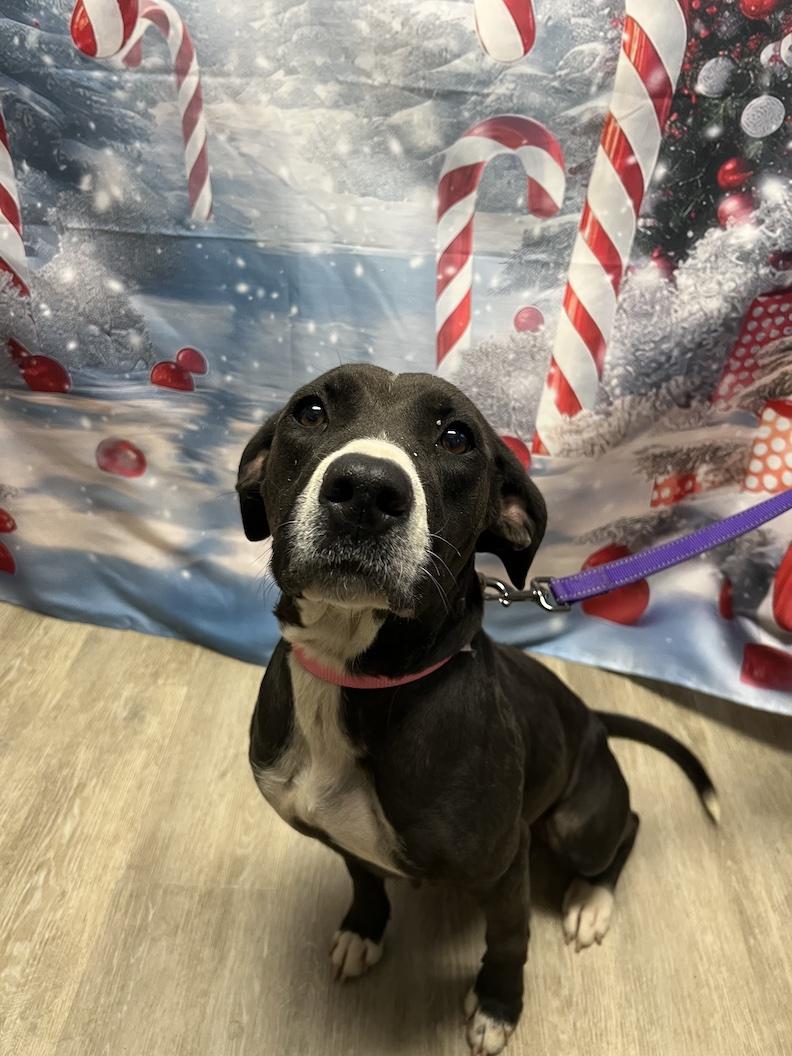 Nyla-Not Accepting Applications Yet!!!, a Adoptable mixed breed in Medina, OH image 3/5