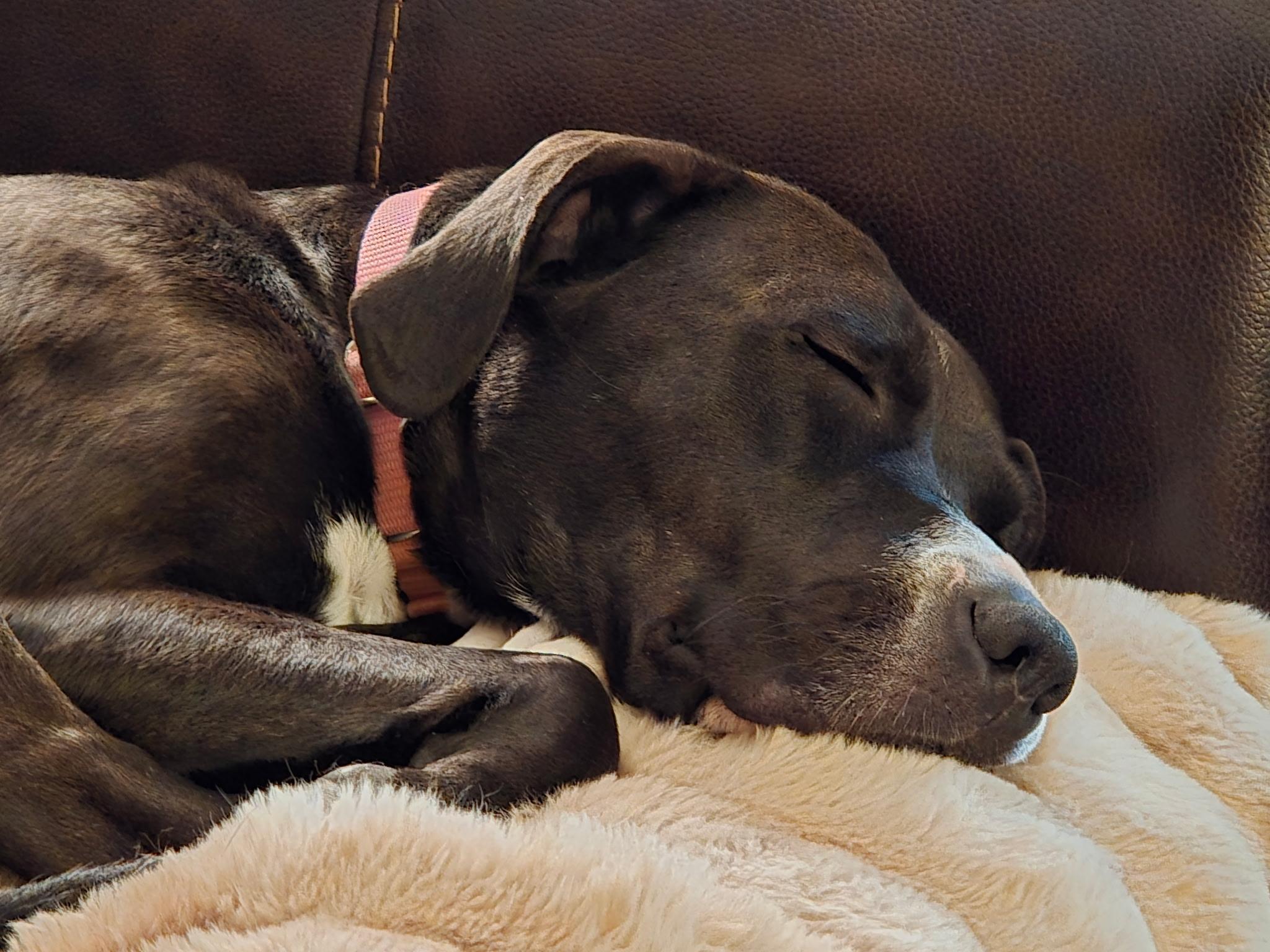 Enlarge Nyla, a Adoptable mixed breed in Medina, OH image 3/6