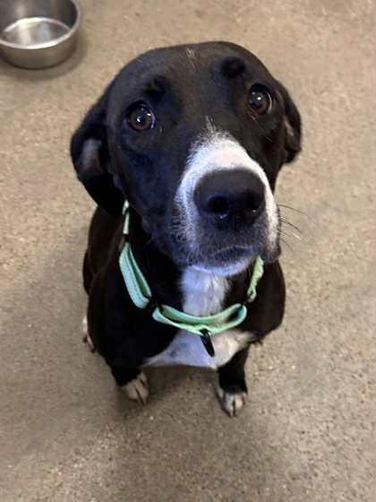 Nyla-Not Accepting Applications Yet!!!, a Adoptable mixed breed in Medina, OH image 5/5