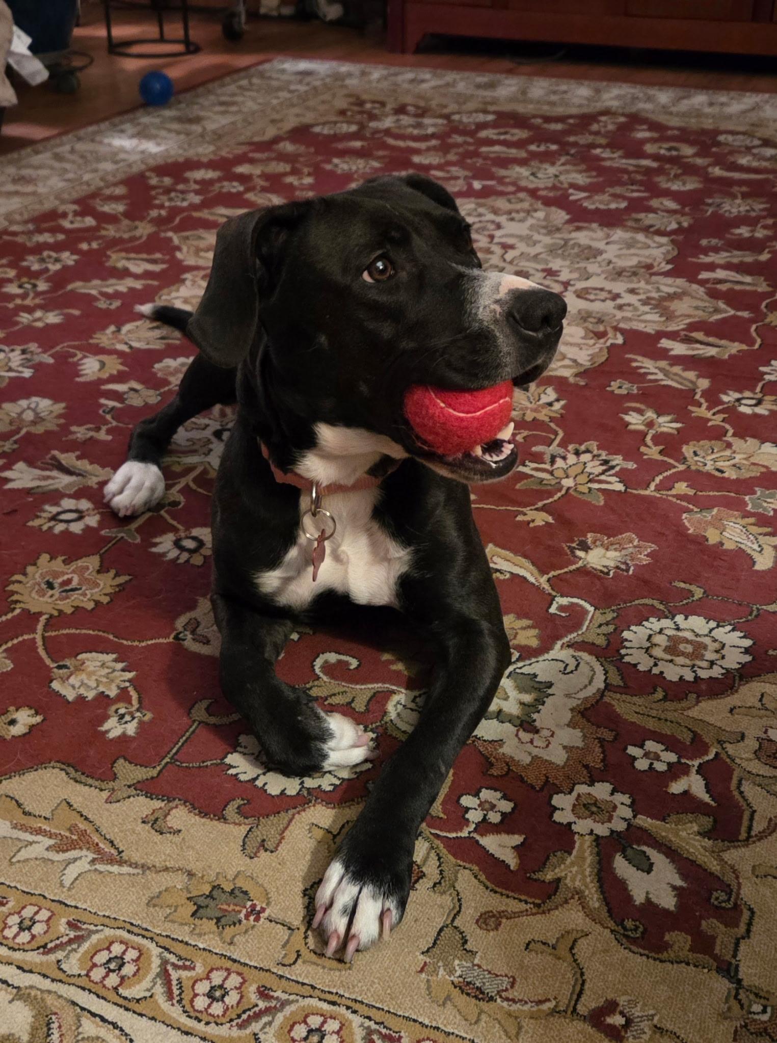 Enlarge Nyla, a Adoptable mixed breed in Medina, OH image 4/6