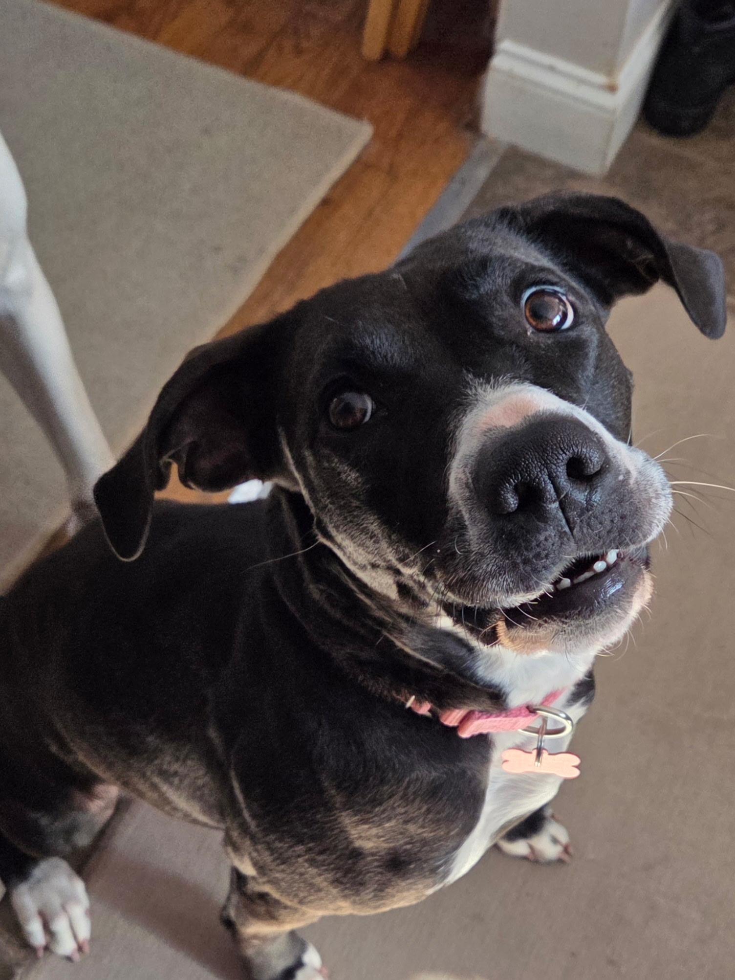 Enlarge Nyla, a Adoptable mixed breed in Medina, OH image 2/6