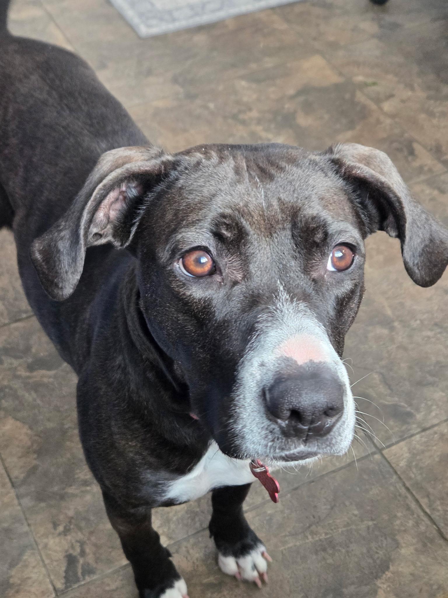 Enlarge Nyla, a Adoptable mixed breed in Medina, OH image 5/6