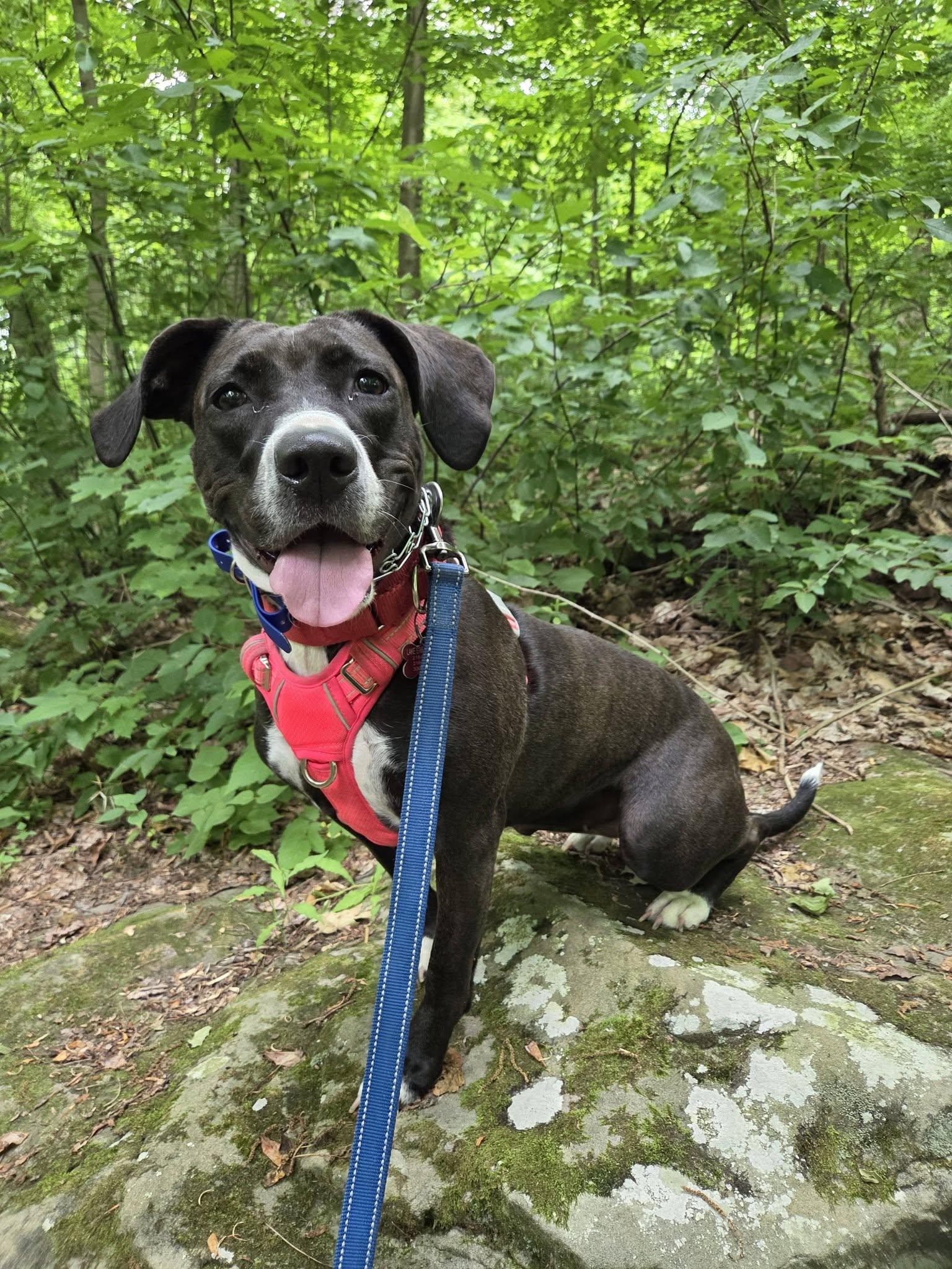 Nyla, a Adoptable mixed breed in Medina, OH image 1/6