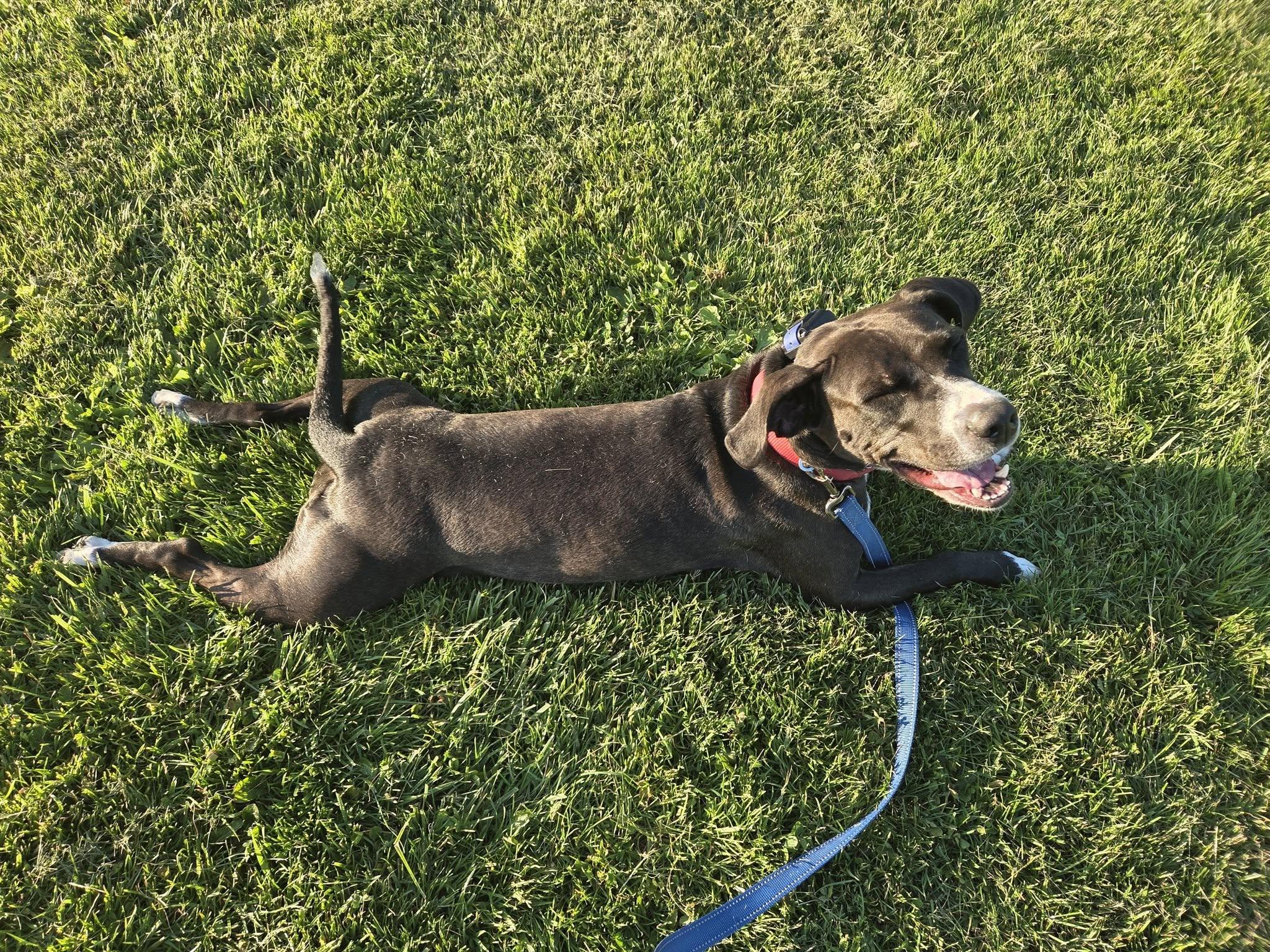 Nyla, a Adoptable mixed breed in Medina, OH image 4/6
