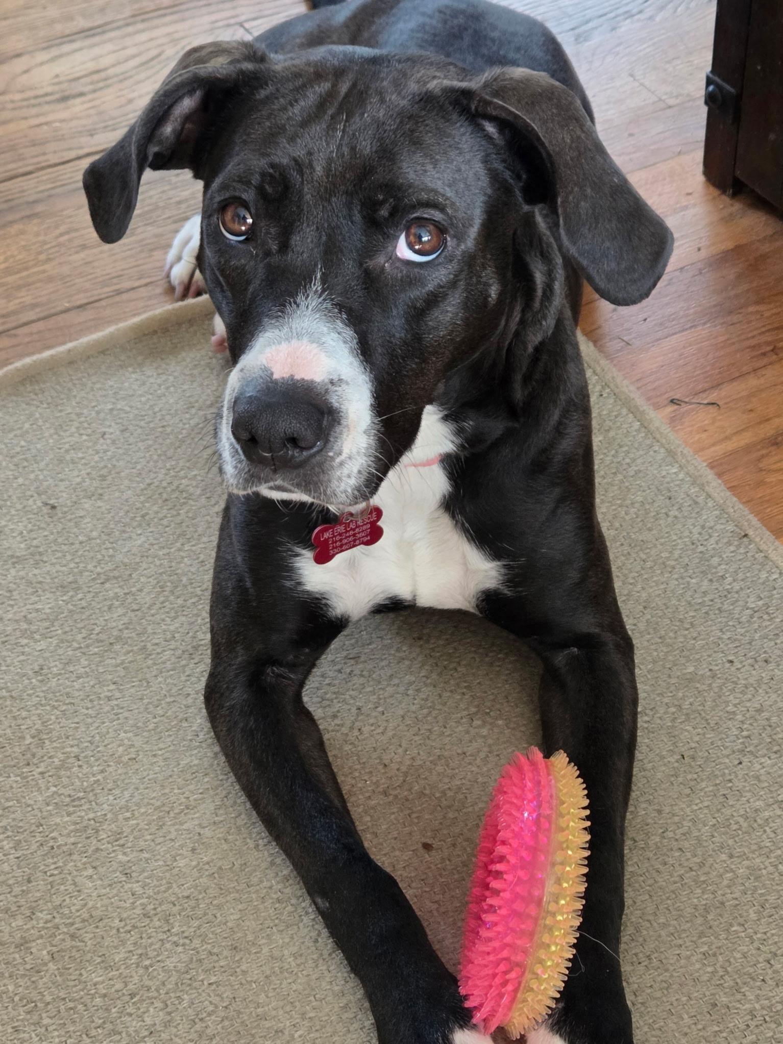 Enlarge Nyla, a Adoptable mixed breed in Medina, OH image 1/6