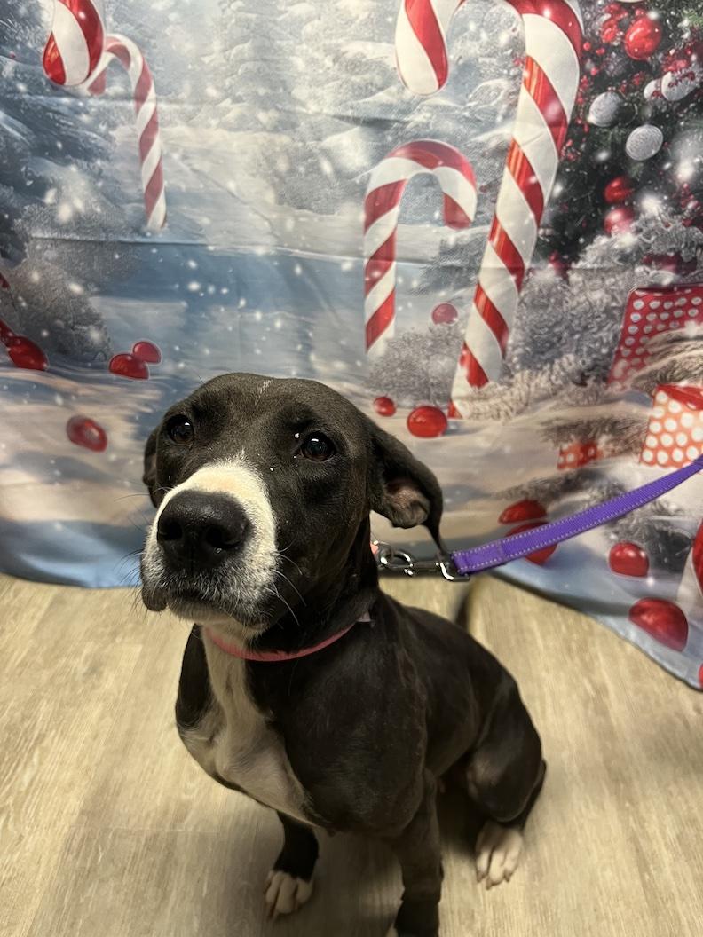 Nyla-Not Accepting Applications Yet!!!, a Adoptable mixed breed in Medina, OH image 2/5