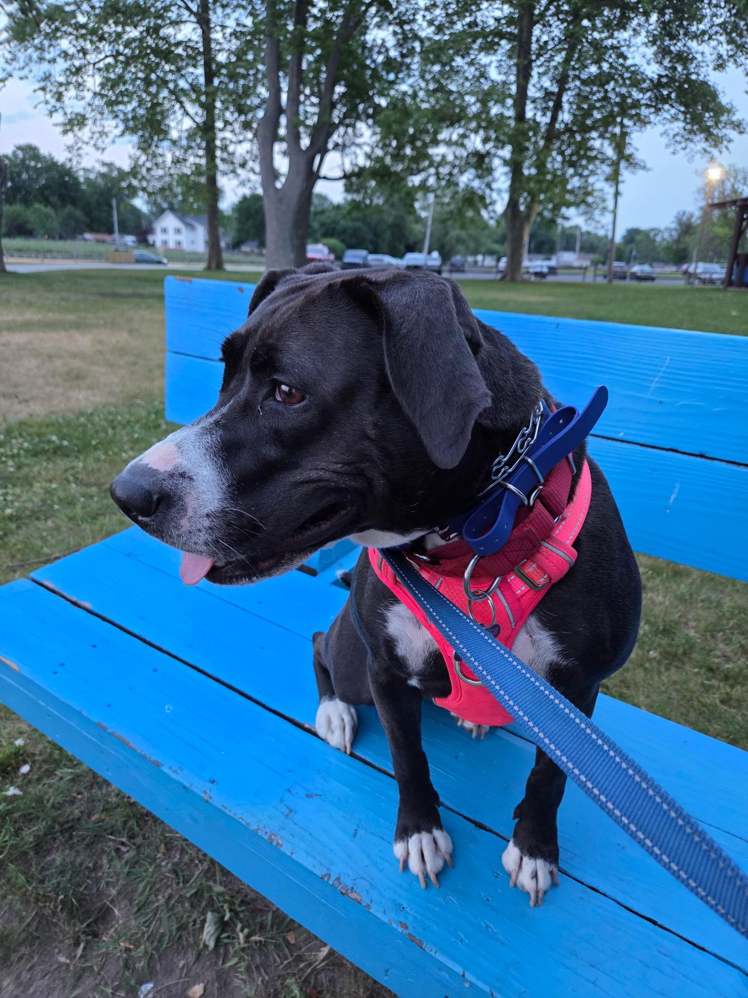 Nyla, a Adoptable mixed breed in Medina, OH image 5/6