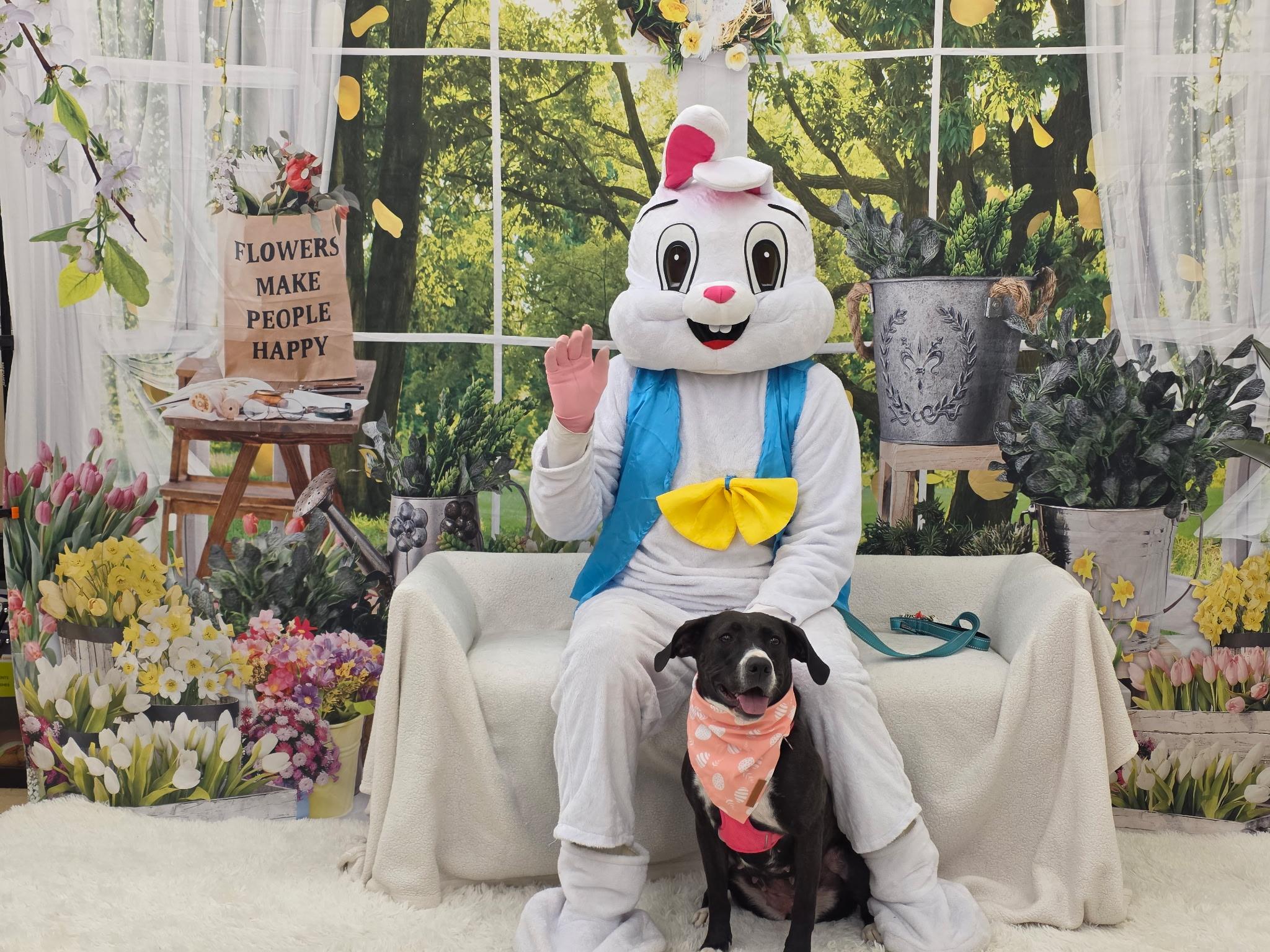 Nyla, Adoptable, Young Female Black Labrador Retriever.