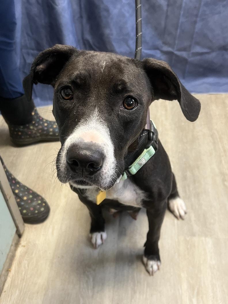 Nyla-Not Accepting Applications Yet!!!, a Adoptable mixed breed in Medina, OH image 4/5