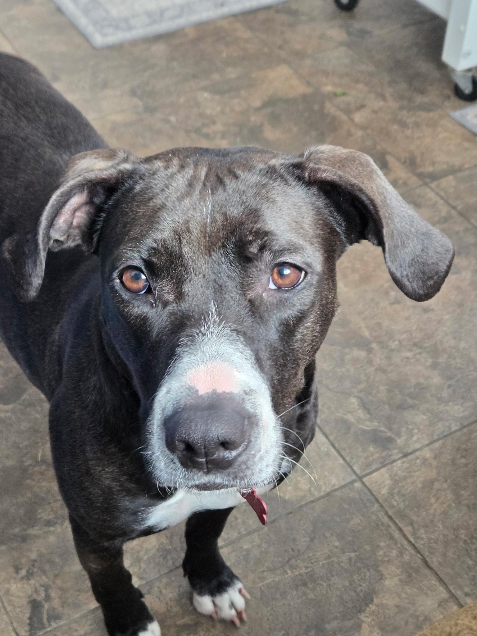 Enlarge Nyla, a Adoptable mixed breed in Medina, OH image 6/6