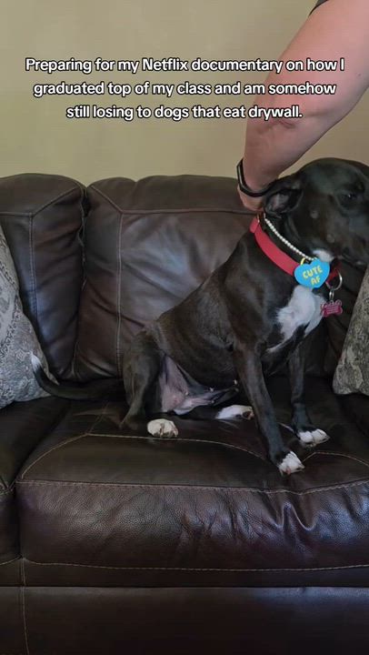 Enlarge Nyla, a Adoptable mixed breed in Medina, OH video 3/6