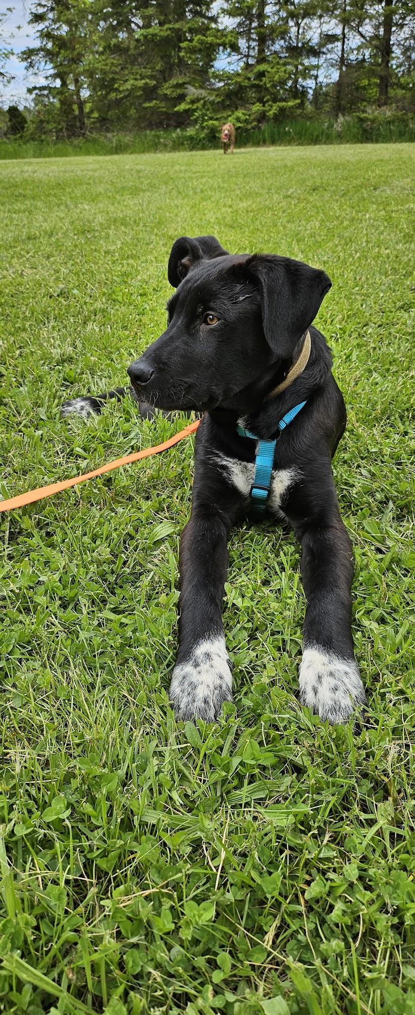 Beau, an adoptable Cane Corso, Akbash in Toronto, ON, M4V 1T4 | Photo Image 4