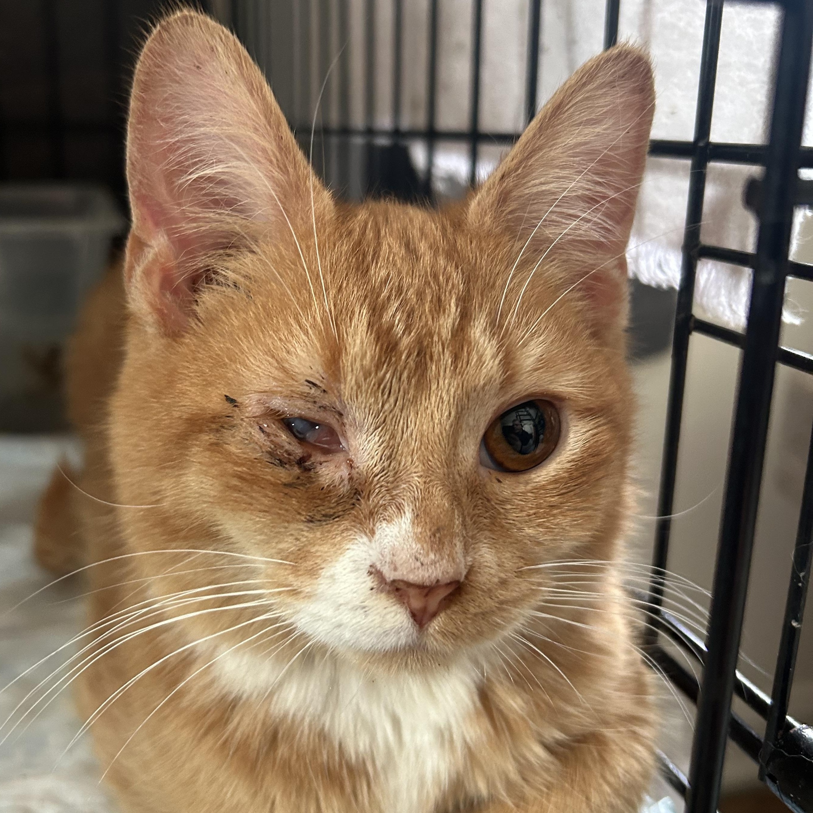 Eclair , adoptable, Kitten Male Domestic Short Hair.