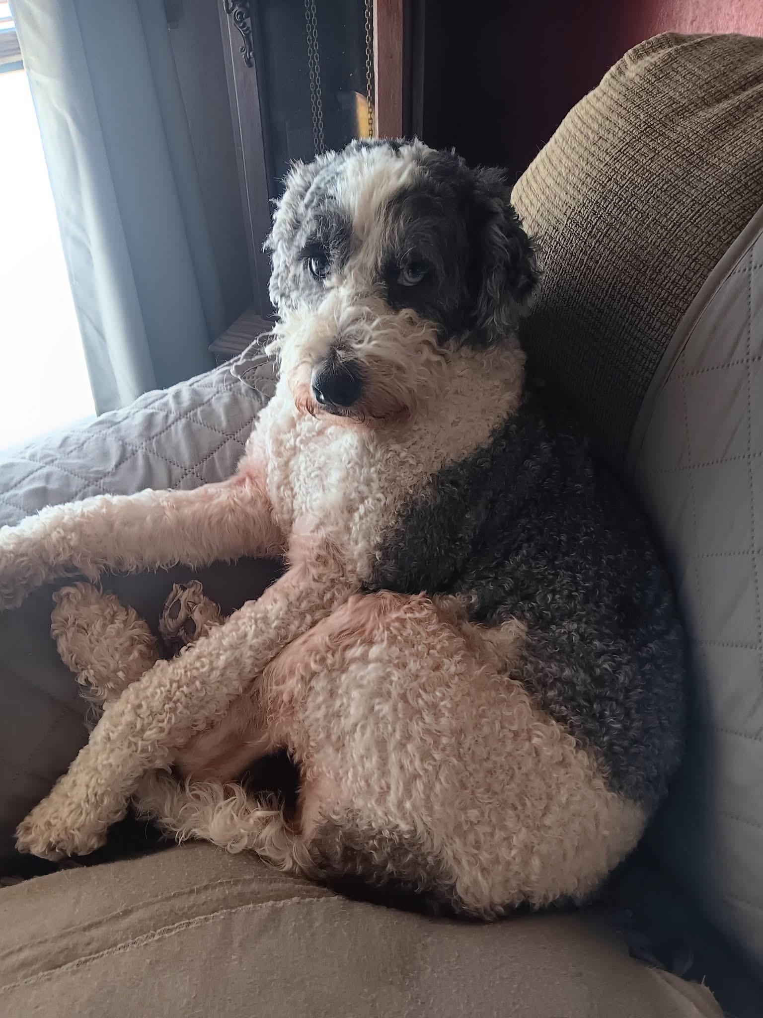 Remus, ADOPTABLE, Adult Male Miniature Schnauzer.