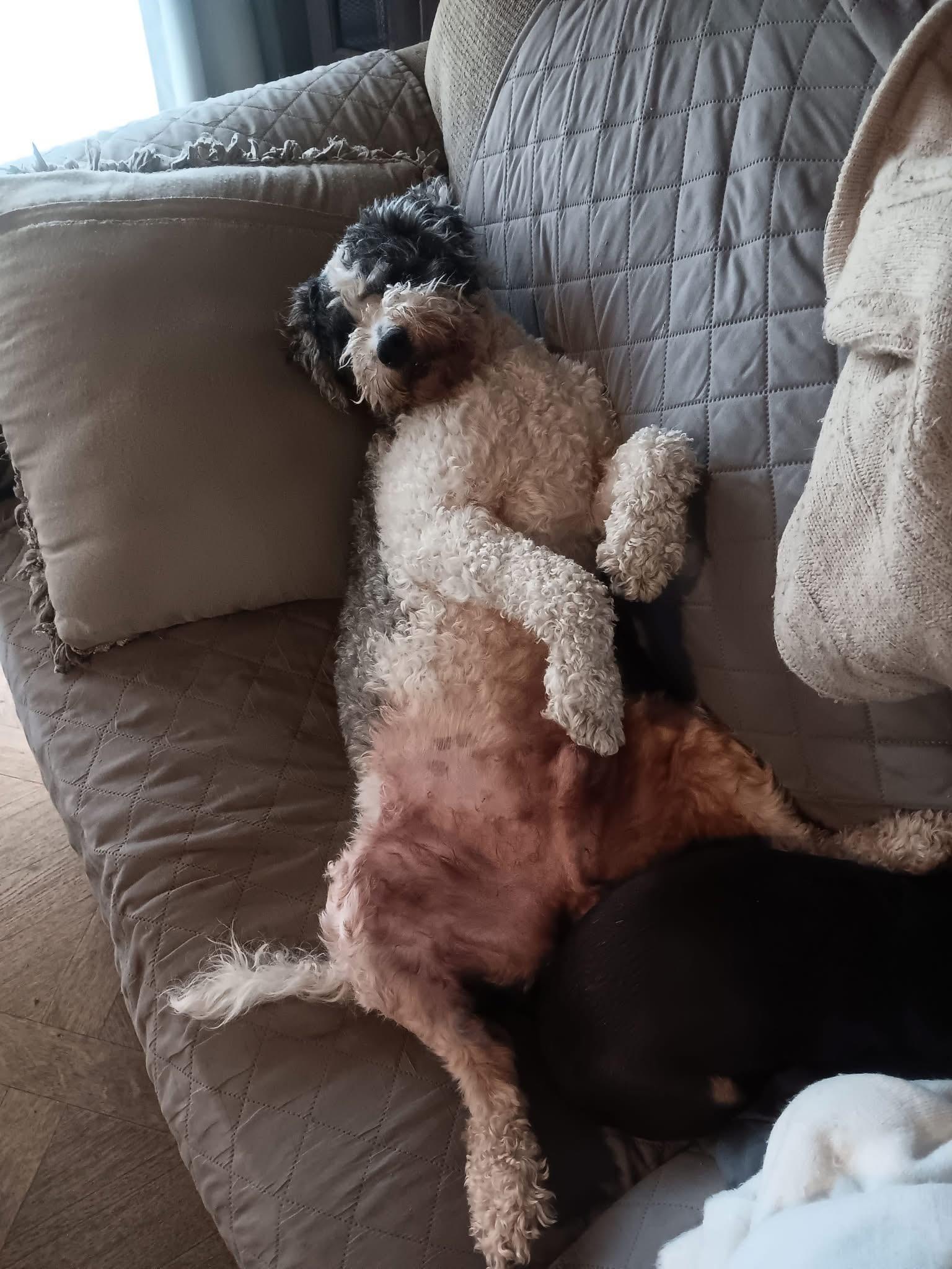 Enlarge Remus, a ADOPTABLE mixed breed in Owensboro, KY image 5/5