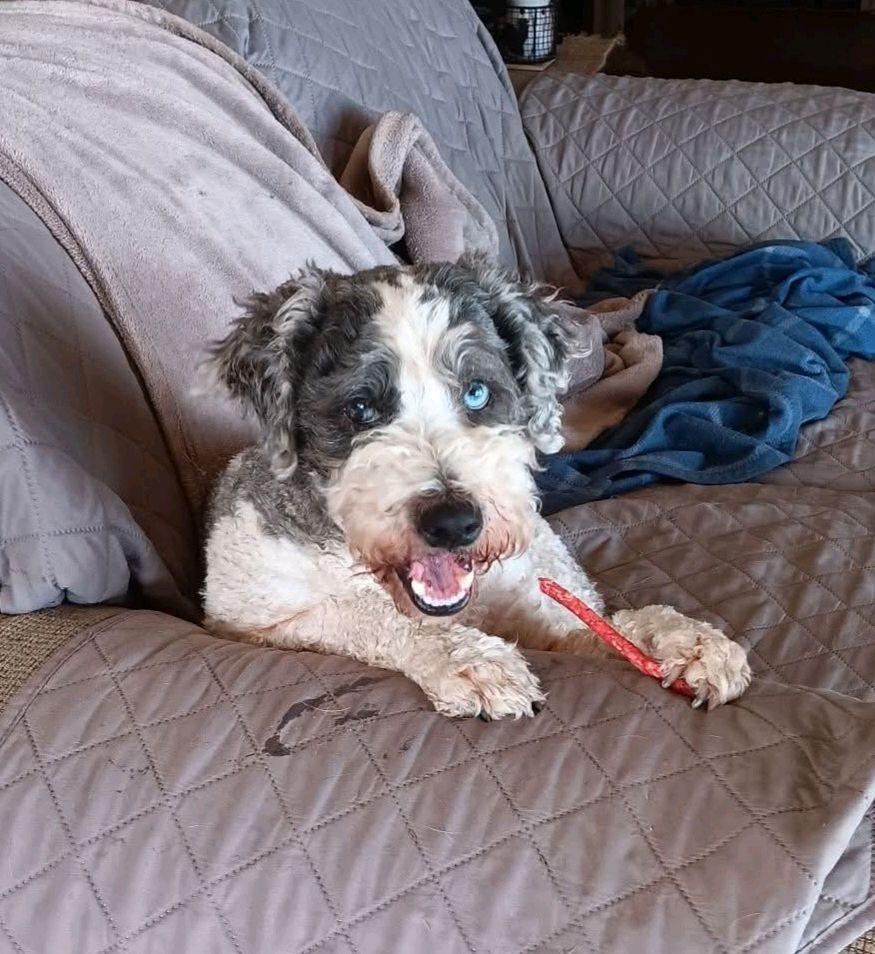 Enlarge Remus, a ADOPTABLE mixed breed in Owensboro, KY image 3/5