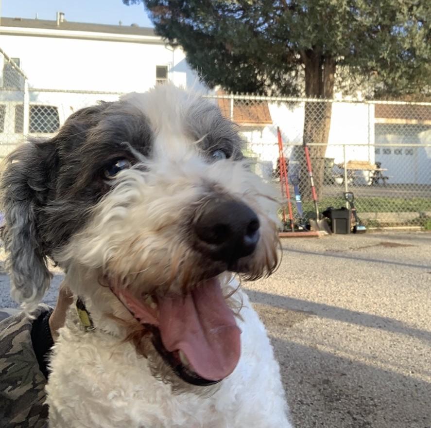 Enlarge Remus, a ADOPTABLE mixed breed in Owensboro, KY image 2/5