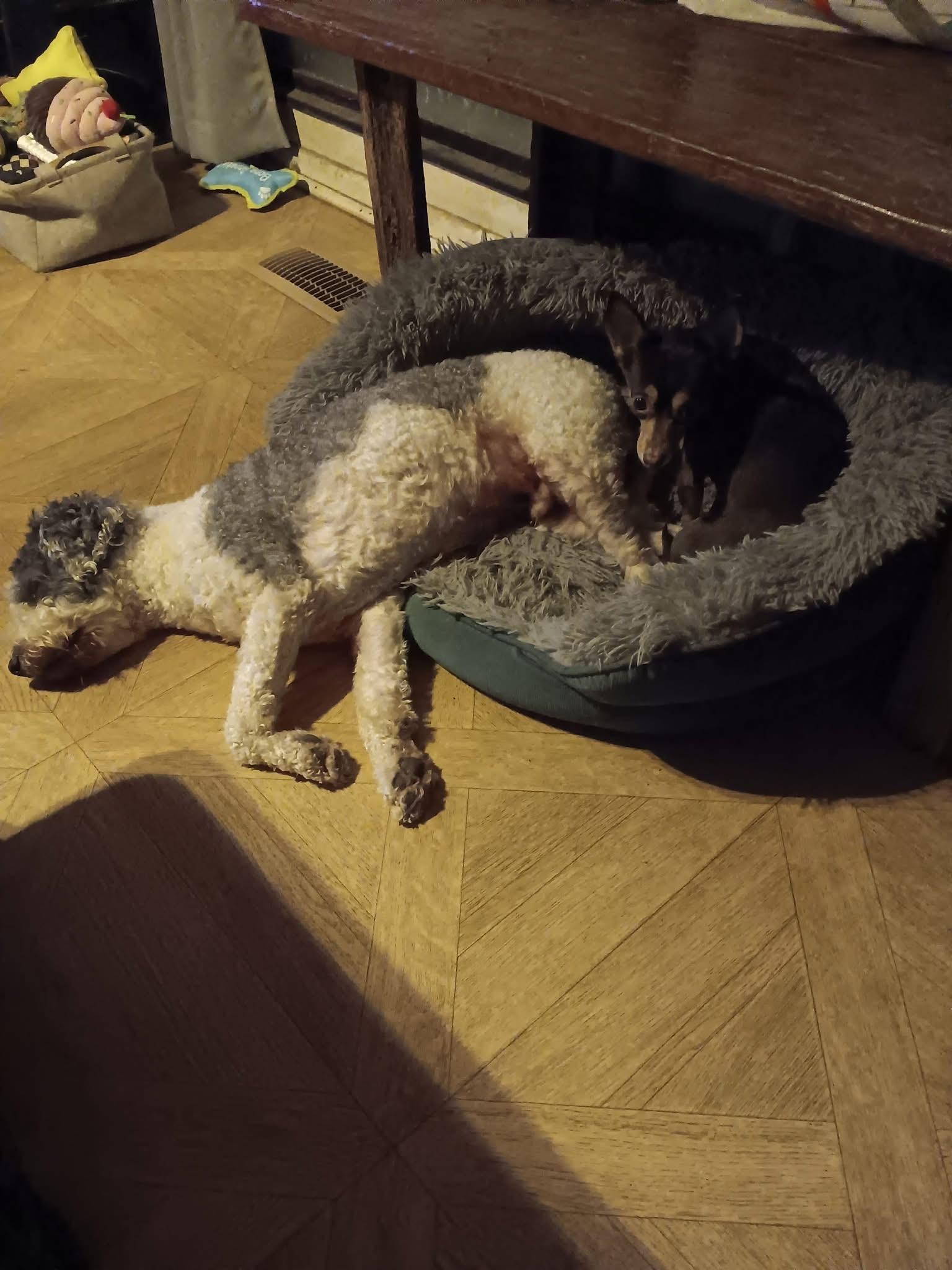 Enlarge Remus, a ADOPTABLE mixed breed in Owensboro, KY image 4/5