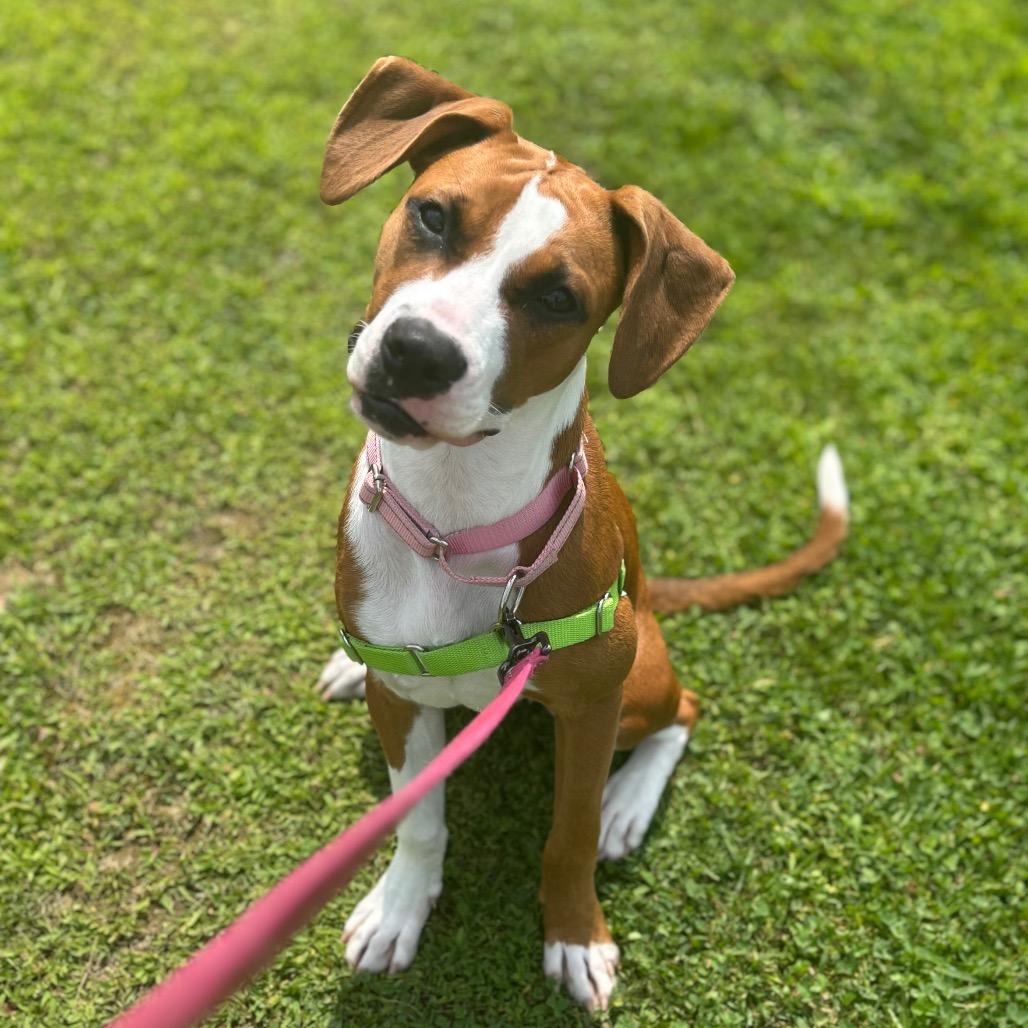 Pattycake, a Adoptable Mixed Breed in Dover, NH image 1/6