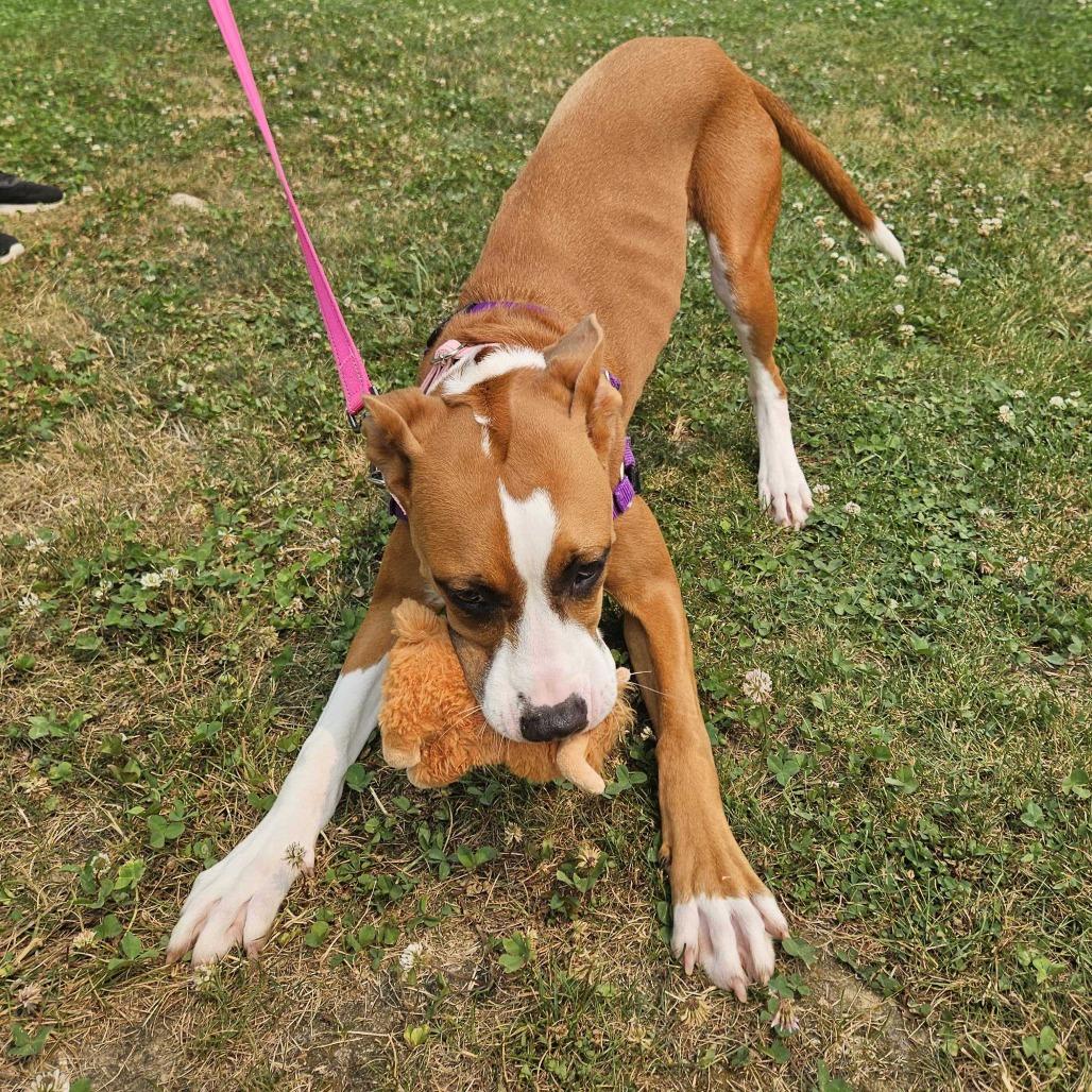 Pattycake, a Adoptable Mixed Breed in Dover, NH image 2/6