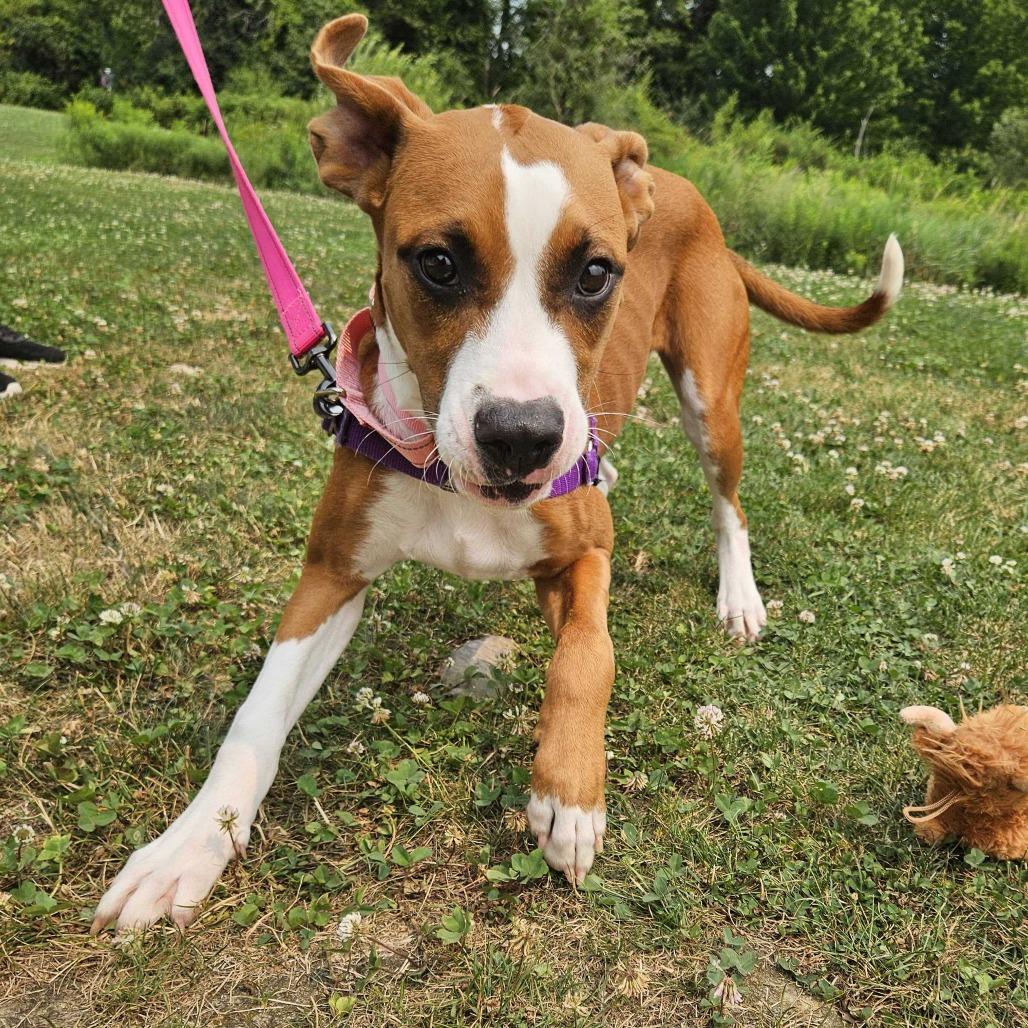 Pattycake, a Adoptable Mixed Breed in Dover, NH image 3/6