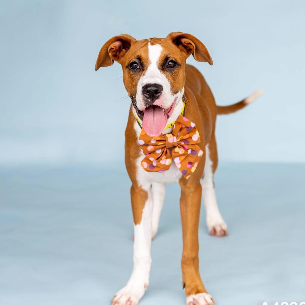 Pattycake, a Adoptable Mixed Breed in Dover, NH image 4/6