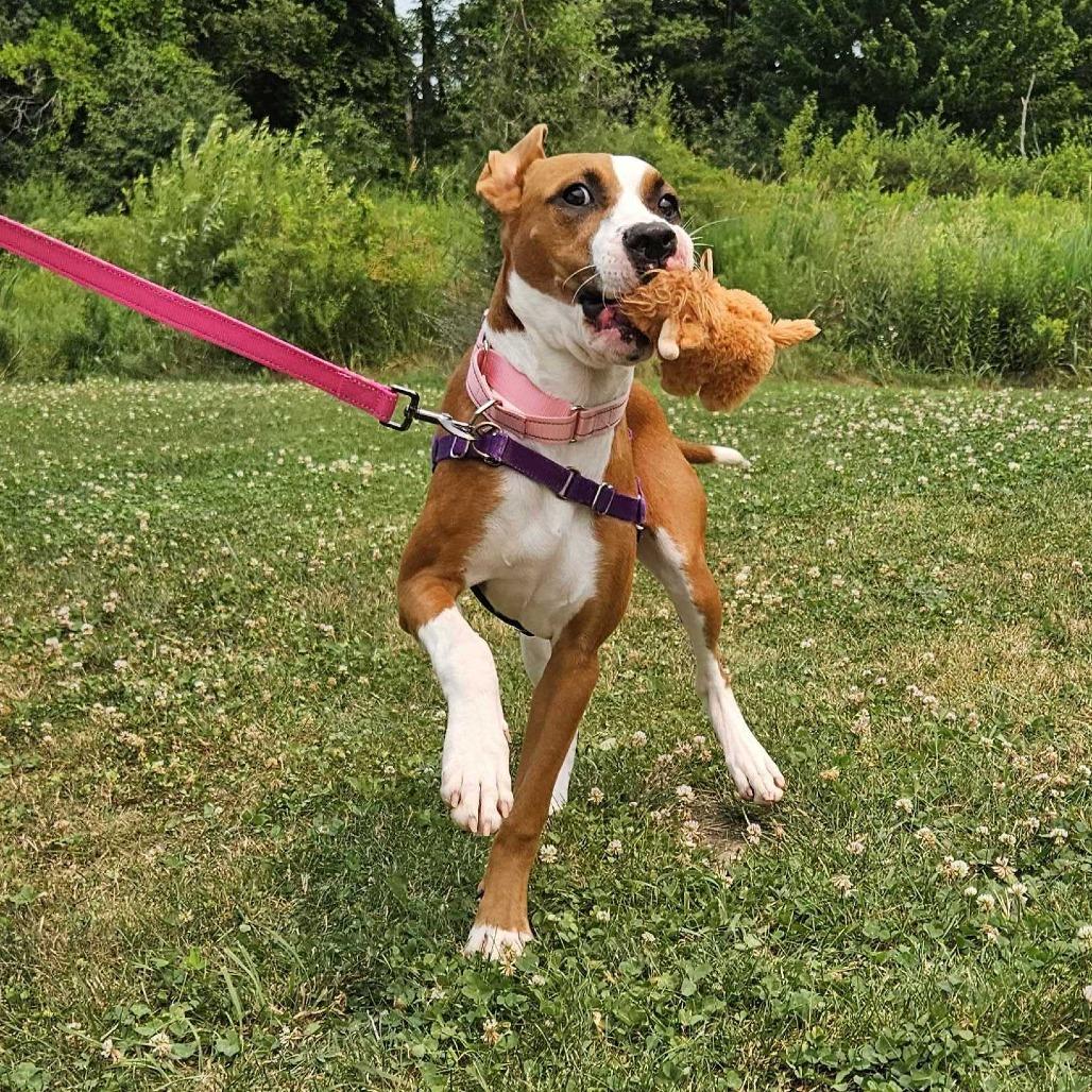 Pattycake, a Adoptable Mixed Breed in Dover, NH image 5/6