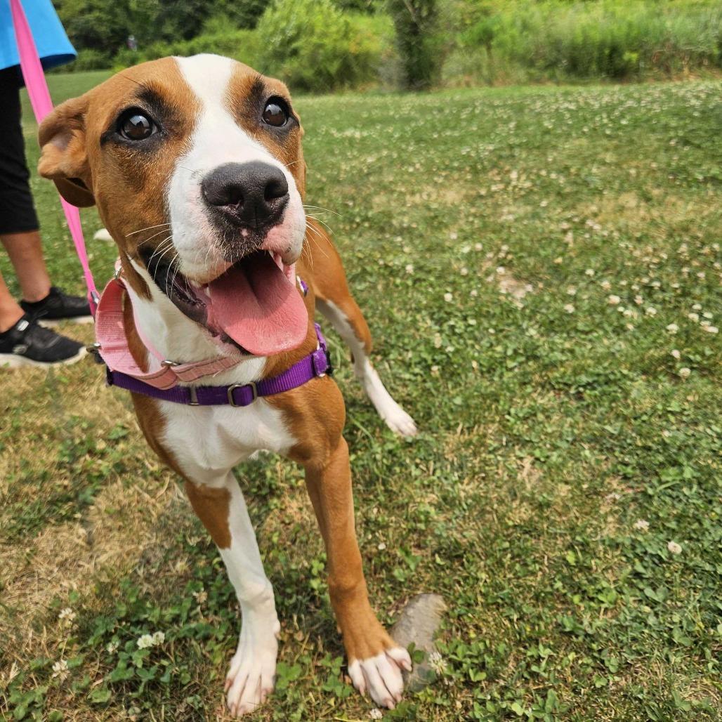 Pattycake, a Adoptable Mixed Breed in Dover, NH image 6/6