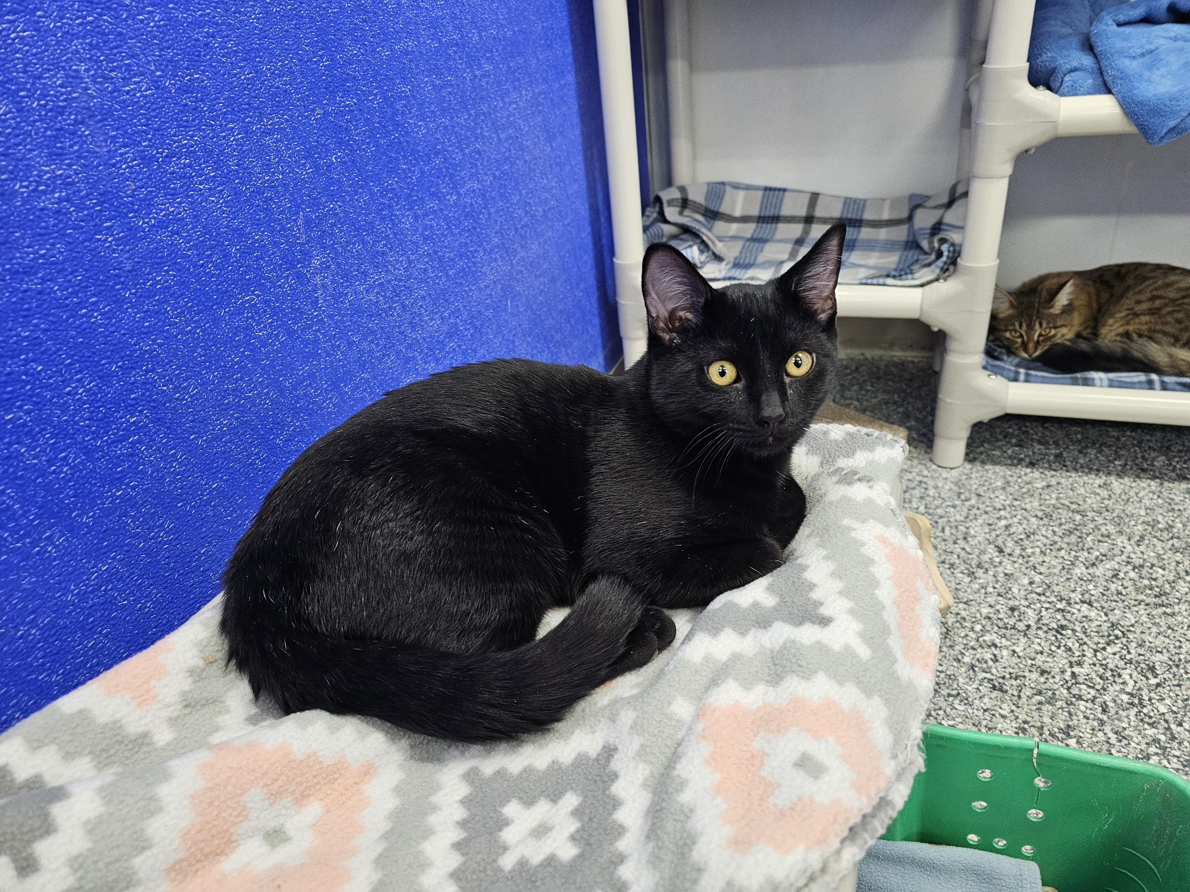 Enlarge Aries, a Adoptable Domestic Short Hair in Dunkirk, NY image 3/5