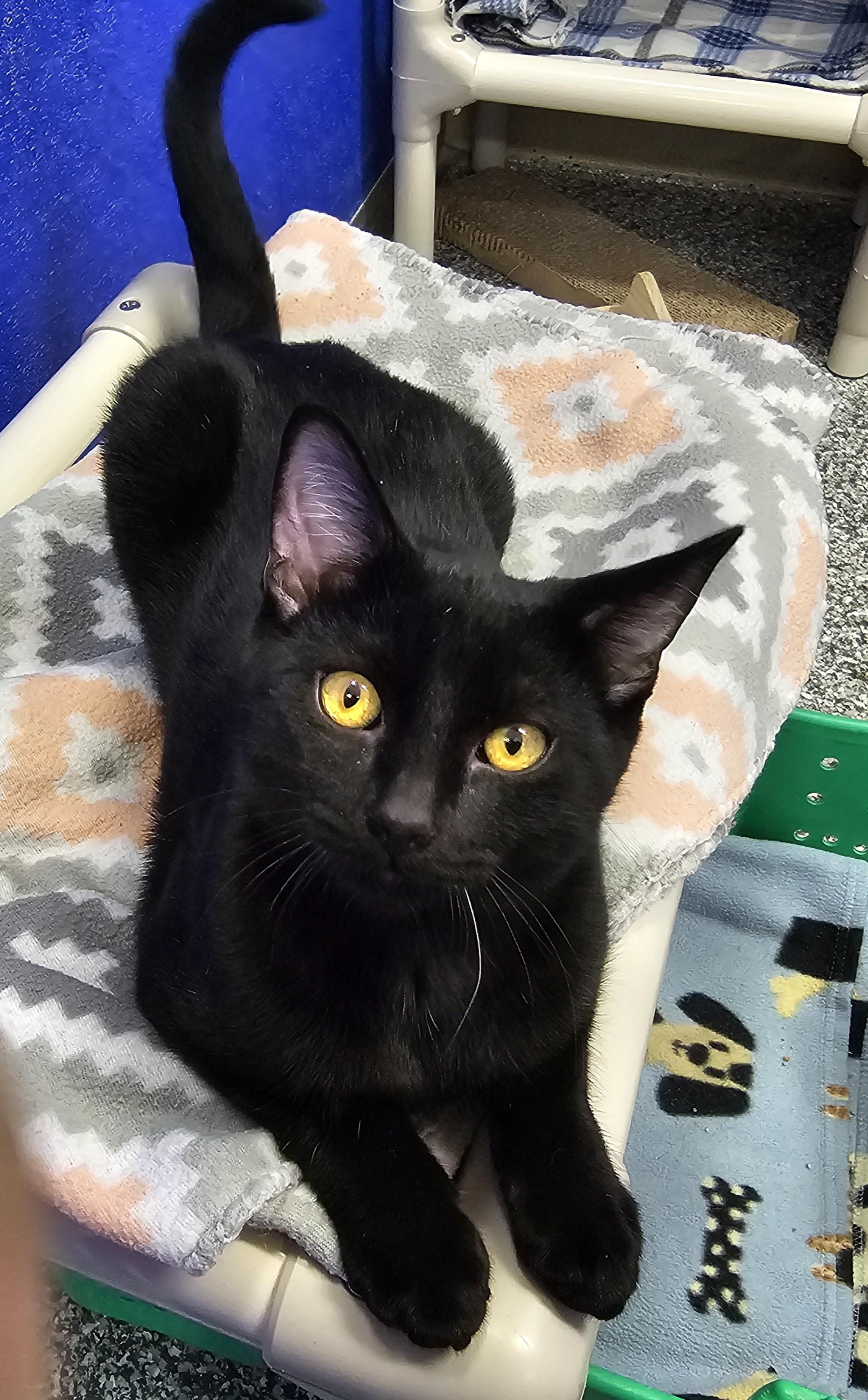 Aries, Adoptable, Kitten Male Domestic Short Hair.