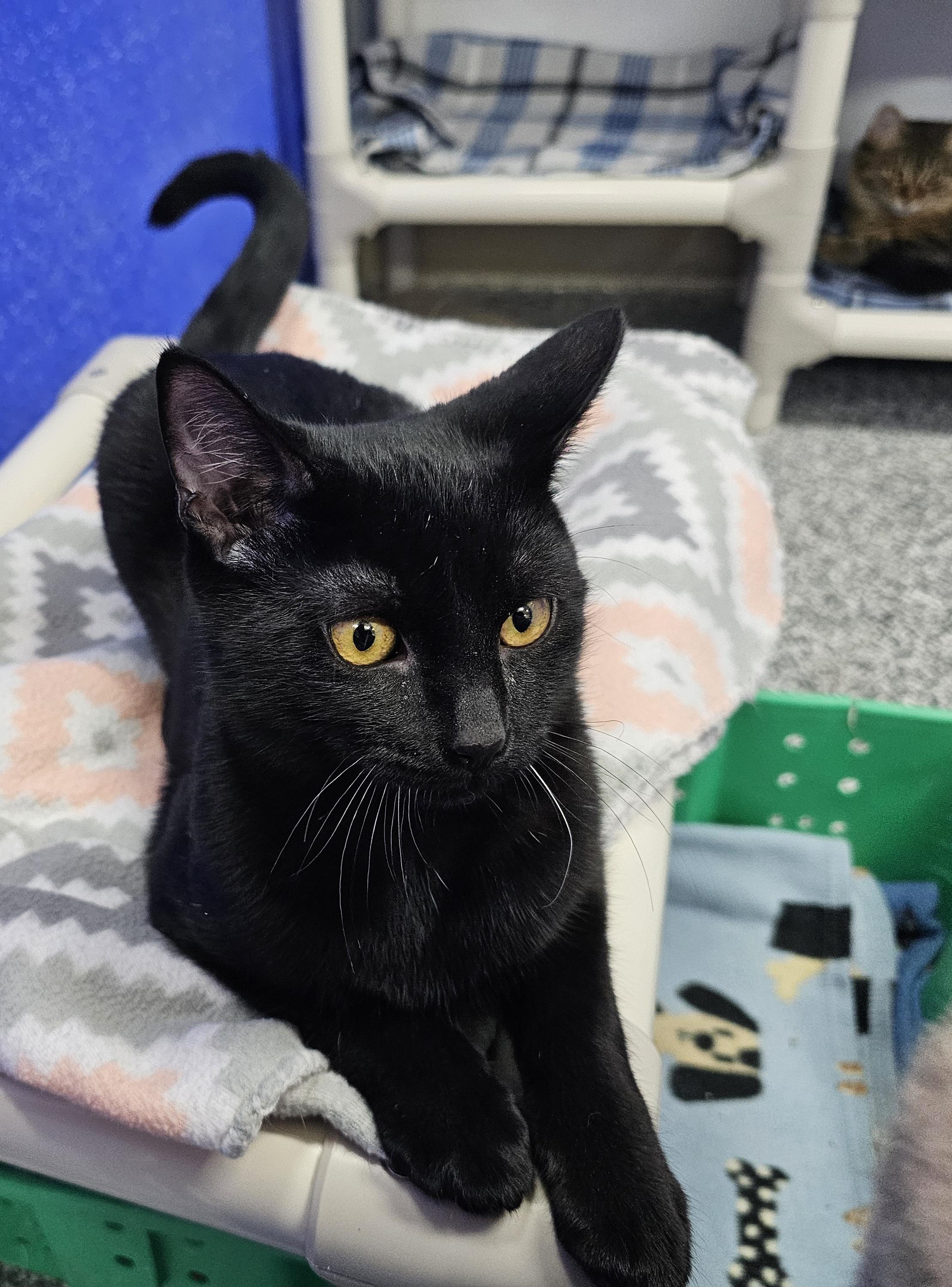 Enlarge Aries, a Adoptable Domestic Short Hair in Dunkirk, NY image 2/5